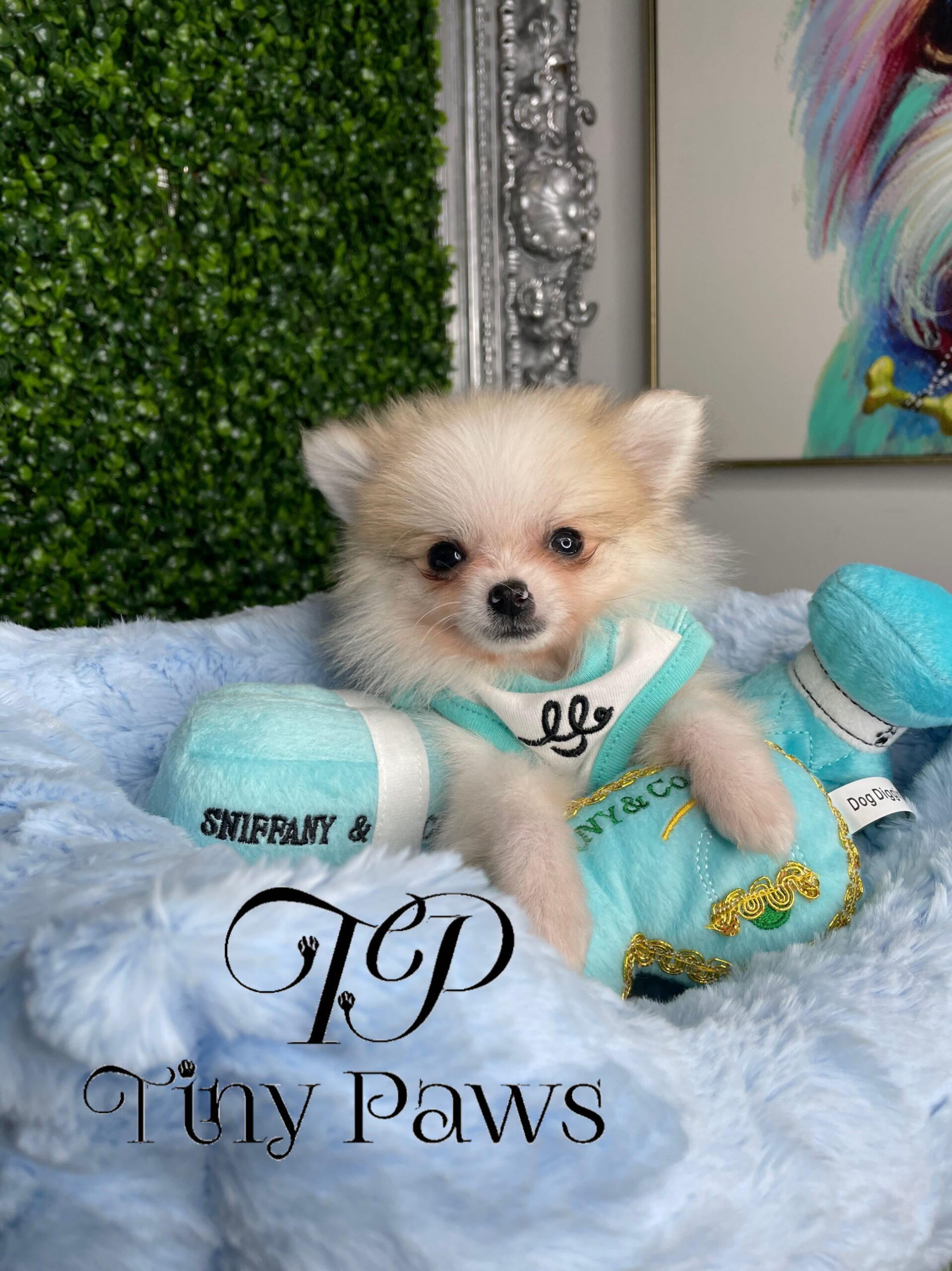 Paco Teacup Pomeranian Puppy For Sale
