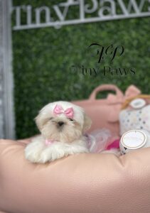 Gorgeous Imperial Shih Tzu Puppy For Sale
