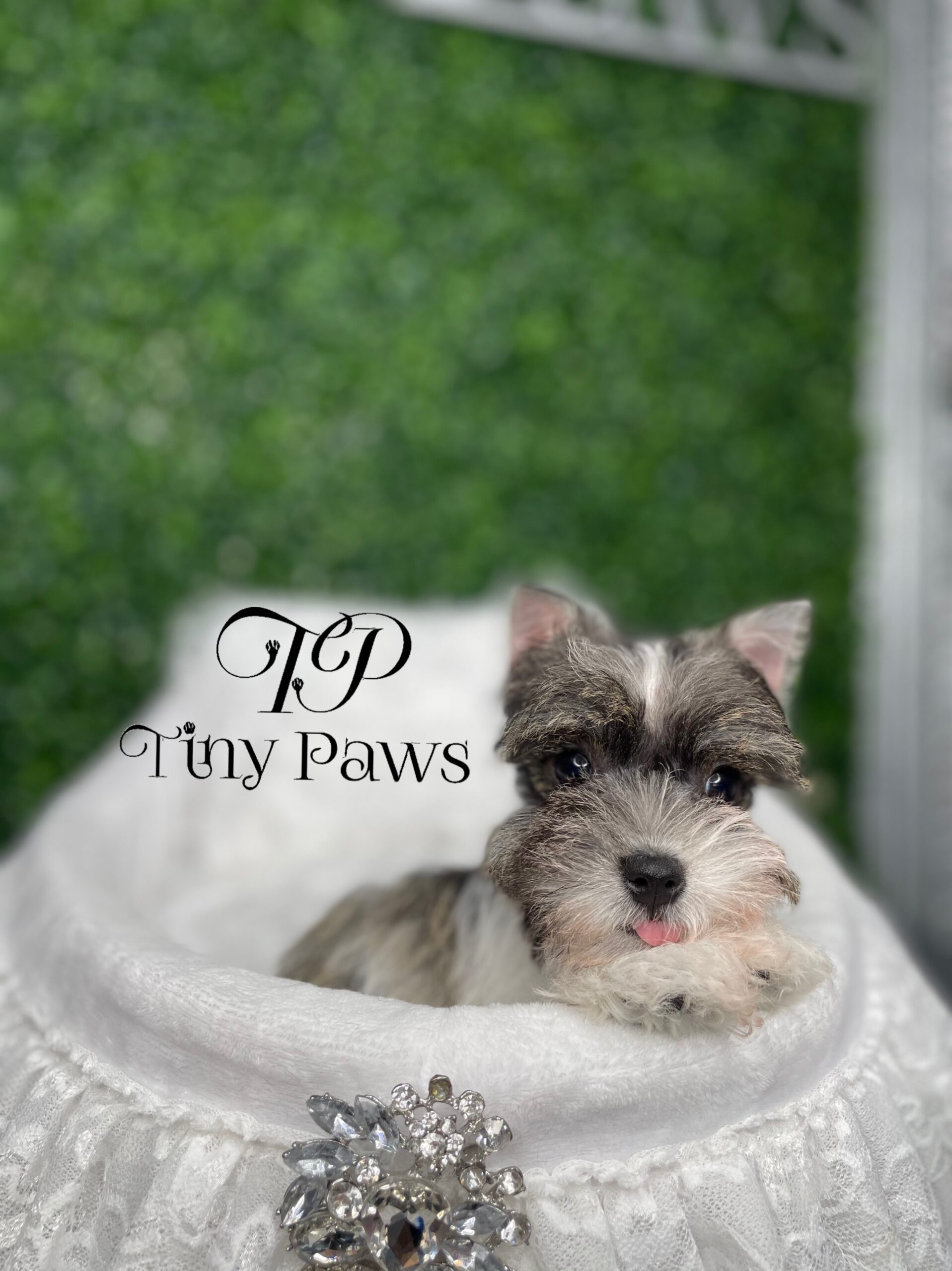 Tiny Mini Schnauzer Puppy For Sale