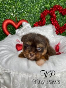 Tiny Chocolate Yorkie Puppy For Sale