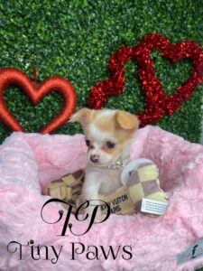 Cookie Teacup Apple Head Long Coat Chihuahua Puppy For Sale