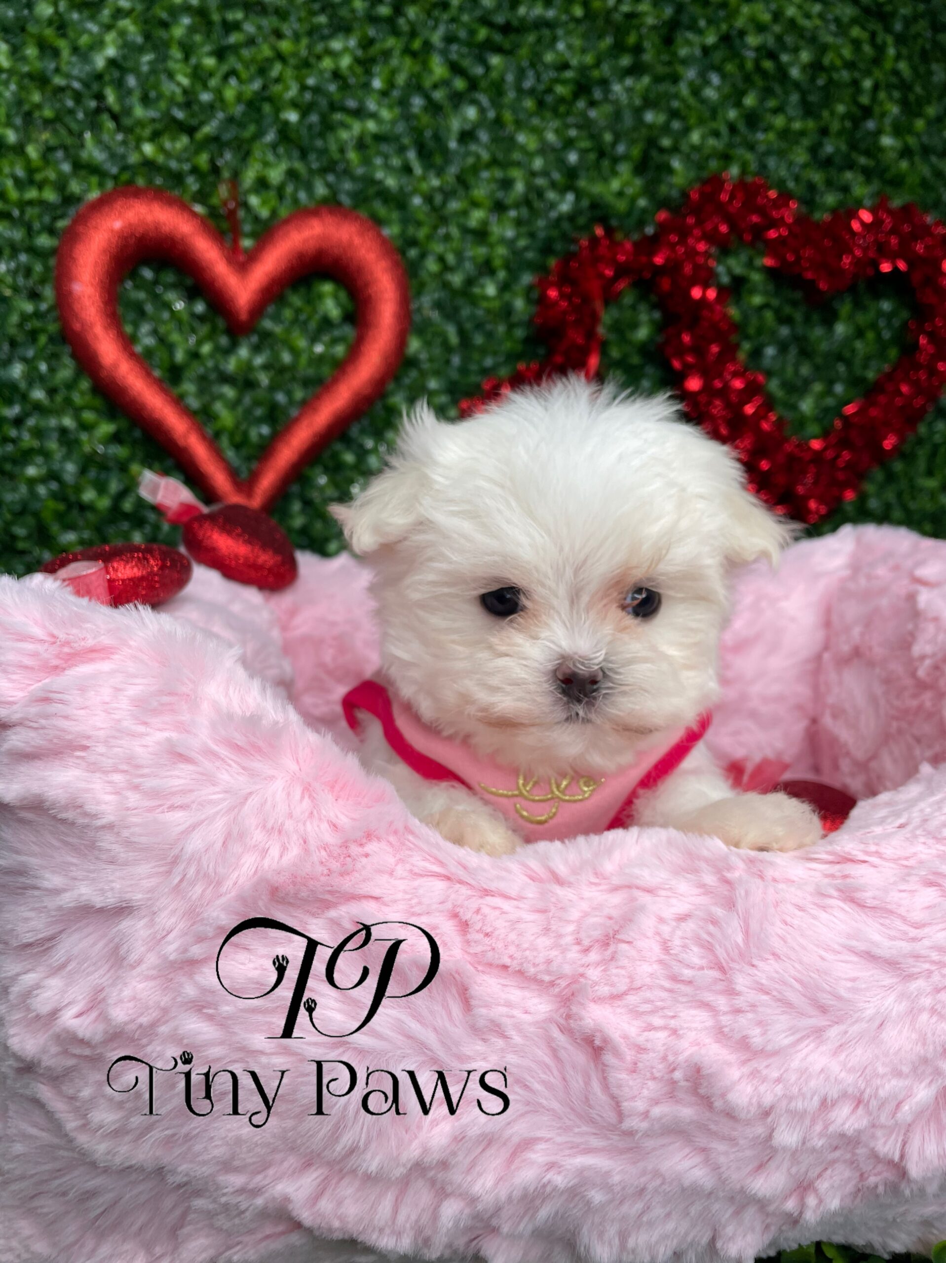 Emily Tiny Teacup Maltese Puppy For Sale