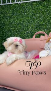 Gorgeous Imperial Shih Tzu Puppy For Sale