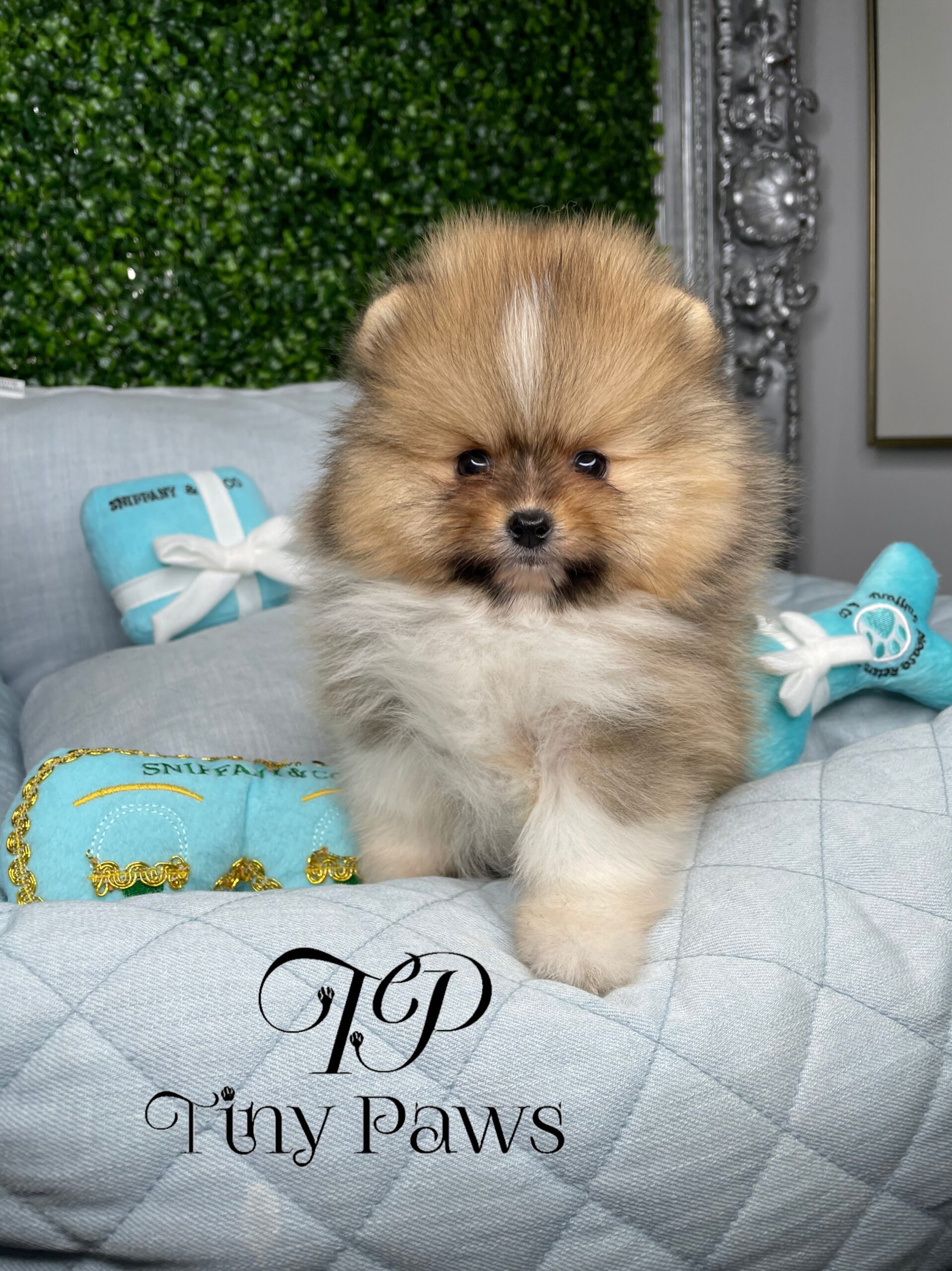 Patric Teacup Teddybear Pomeranian Puppy For Sale