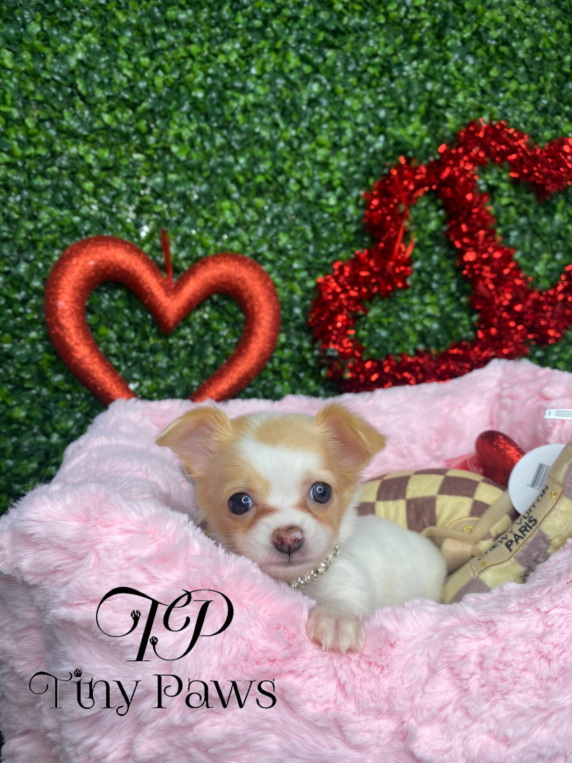 Cookie Teacup Apple Head Long Coat Chihuahua Puppy For Sale