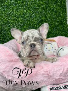 Lilac & Blue Merle French Bulldog Puppy For Sale