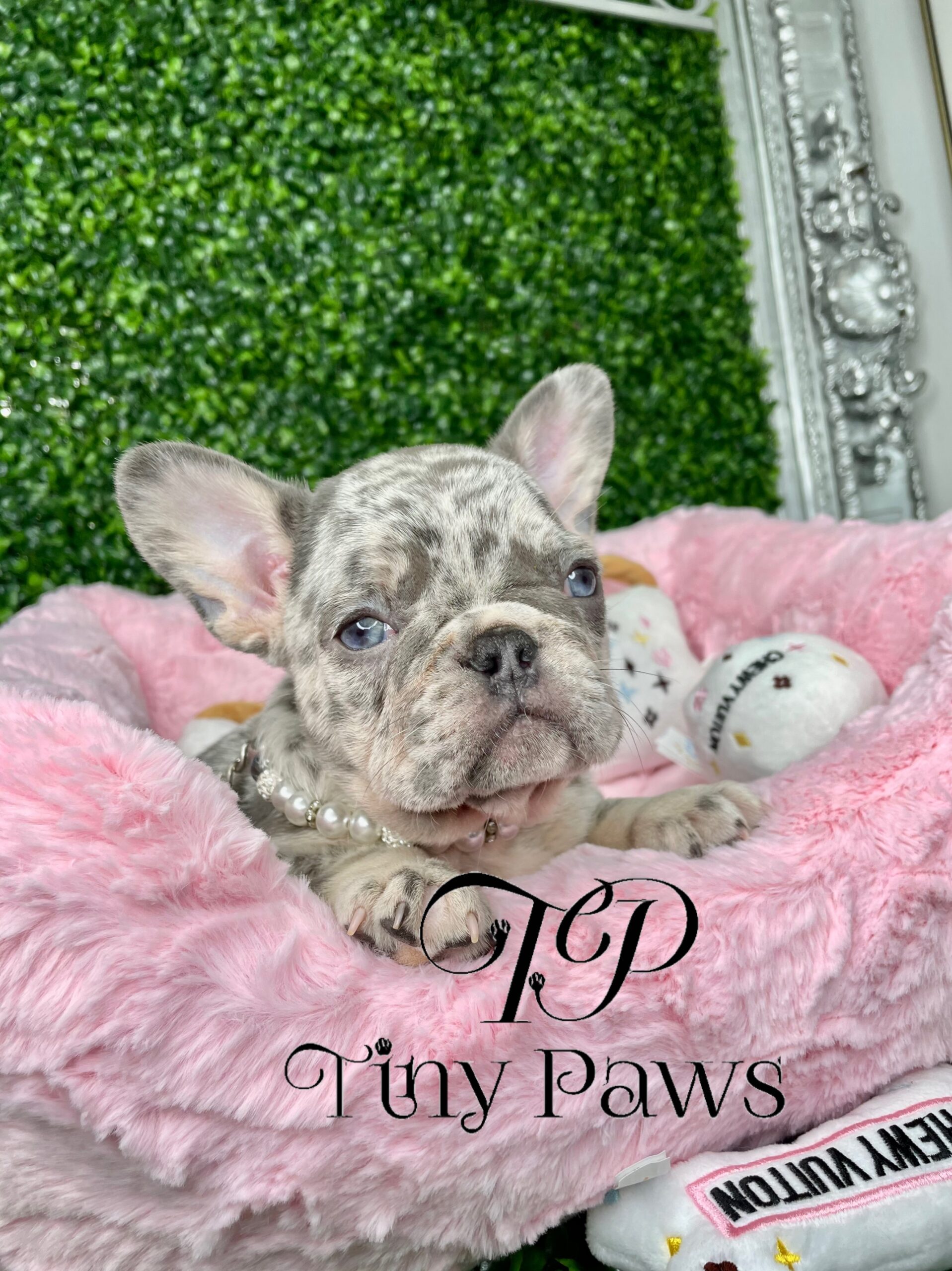 Lilac & Blue Merle French Bulldog Puppy For Sale