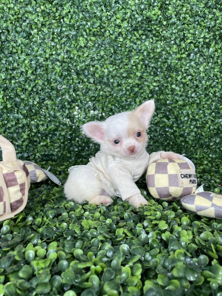 Teacup Long Coat Chihuahua Puppy For Sale