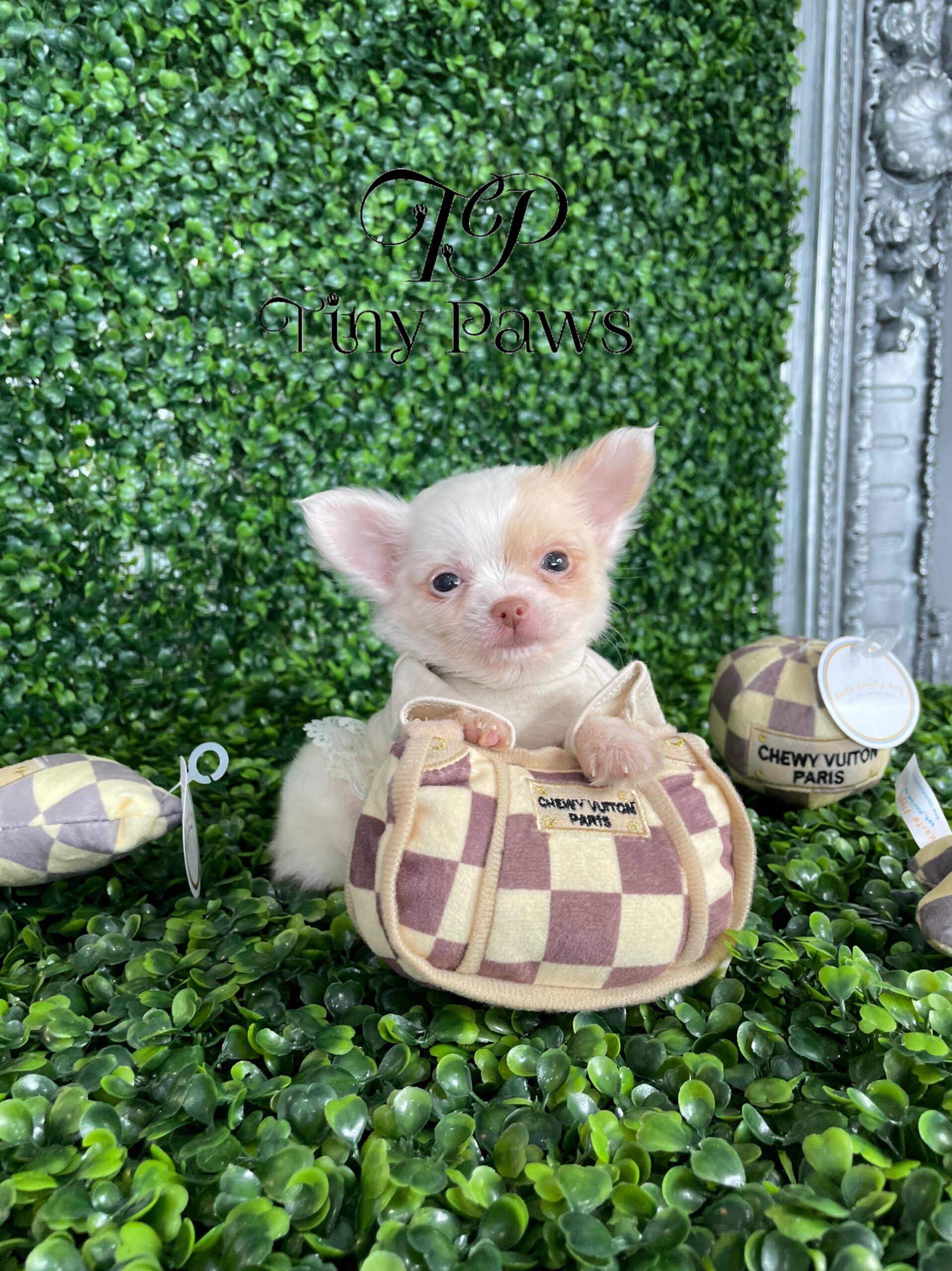 Teacup Long Coat Chihuahua Puppy For Sale