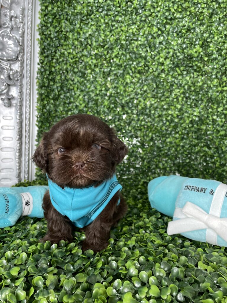 Chocolate Shihpoo Puppy For Sale