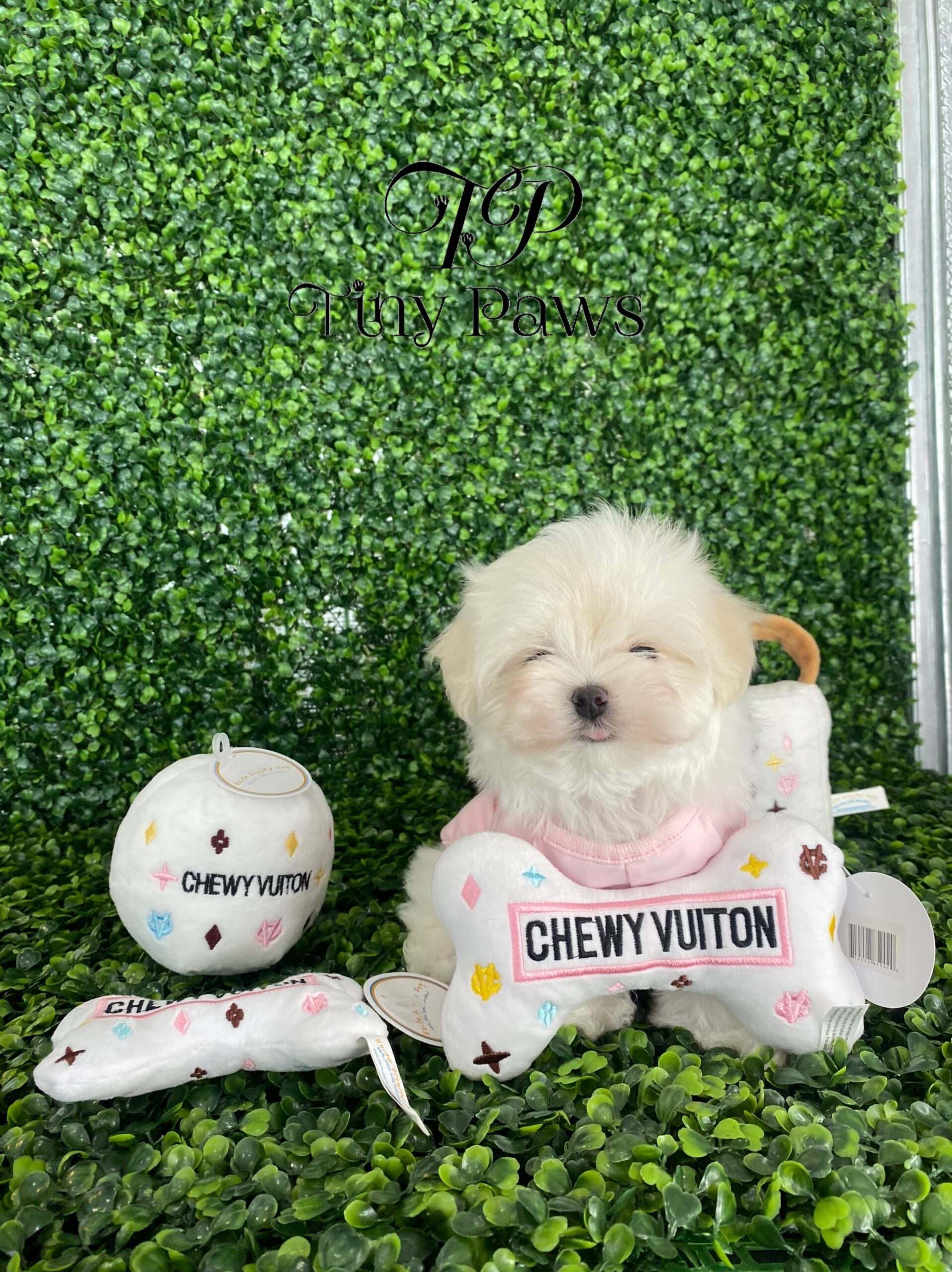 Toy Maltese Puppy For Sale