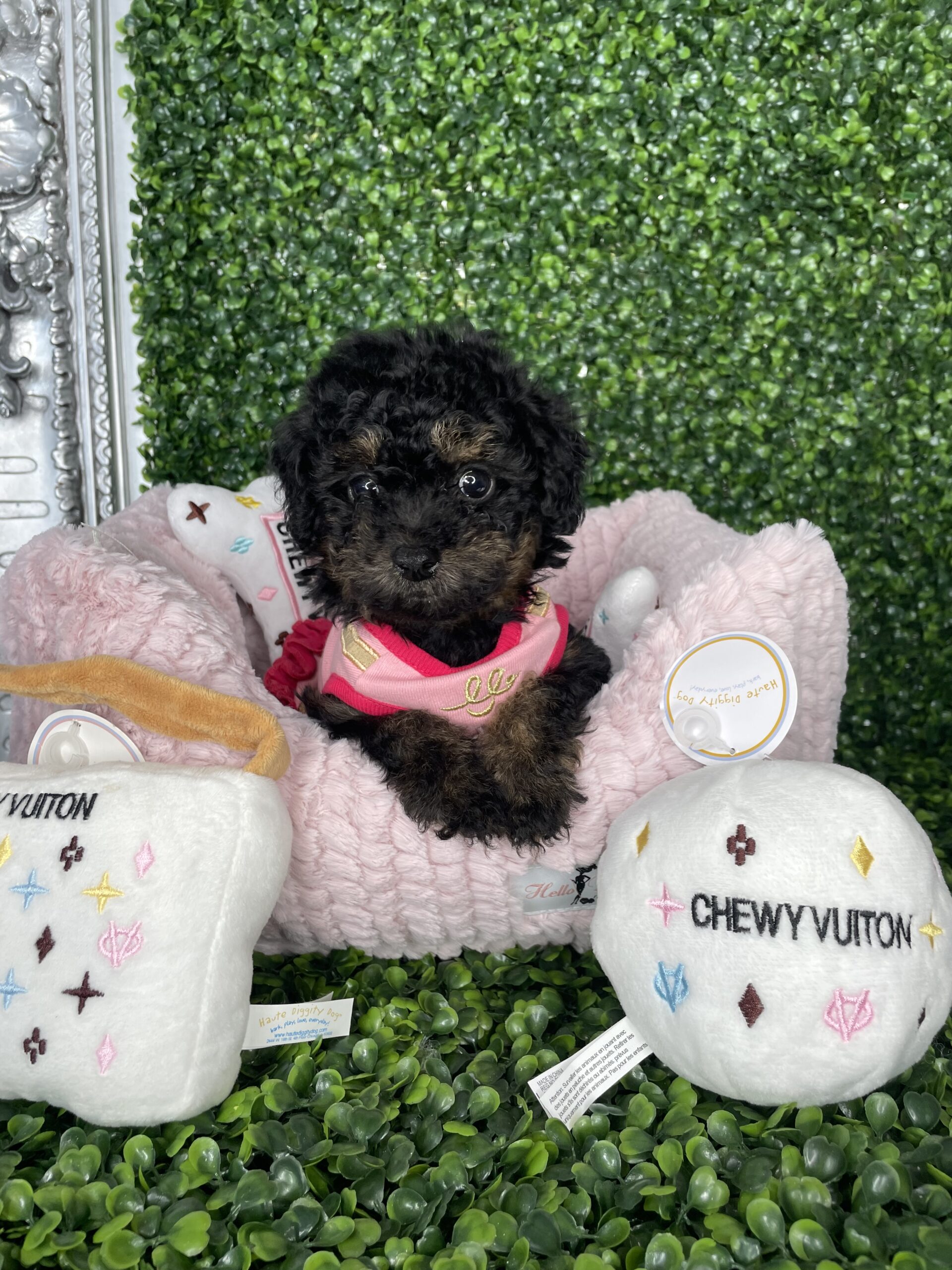 Tiny Poodle Puppy For Sale