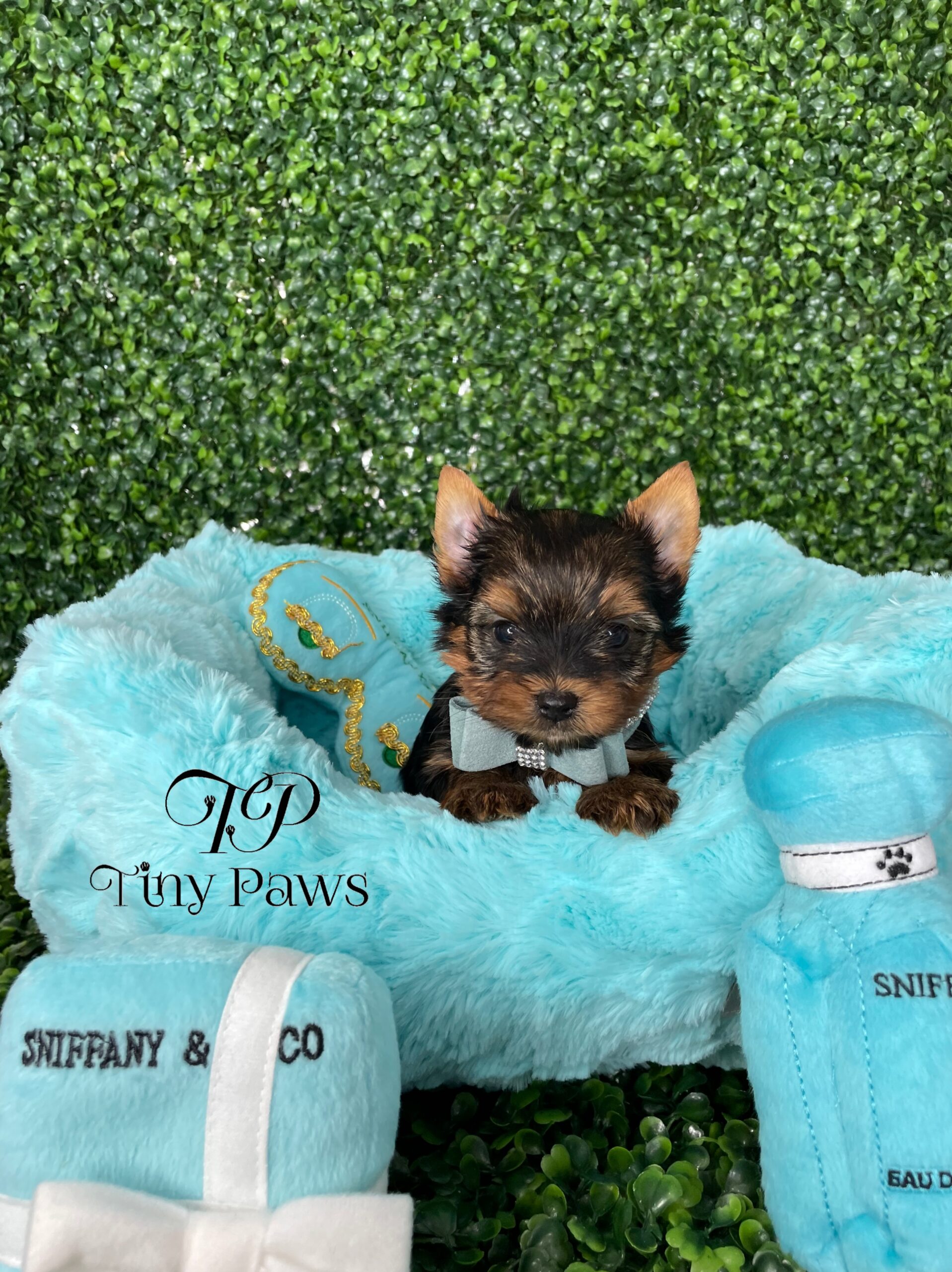 Tiny Teacup Yorkie Puppy For Sale