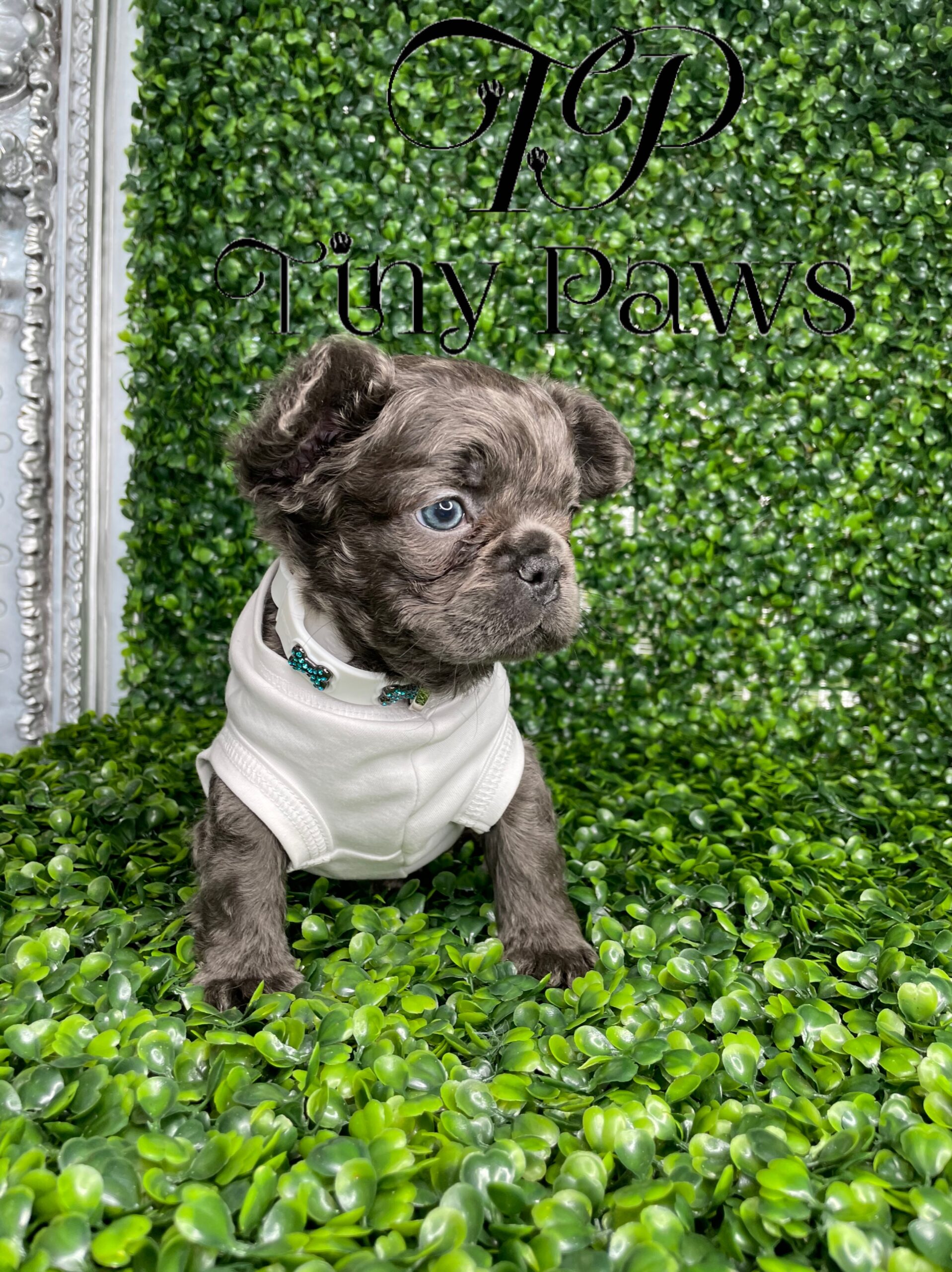 Blue Fluffy French Bulldog Puppy For Sale With Blue Eyes