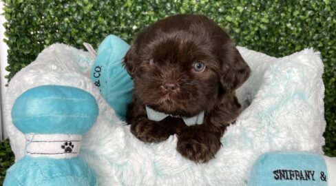 Chocolate Shihpoo Puppy For Sale