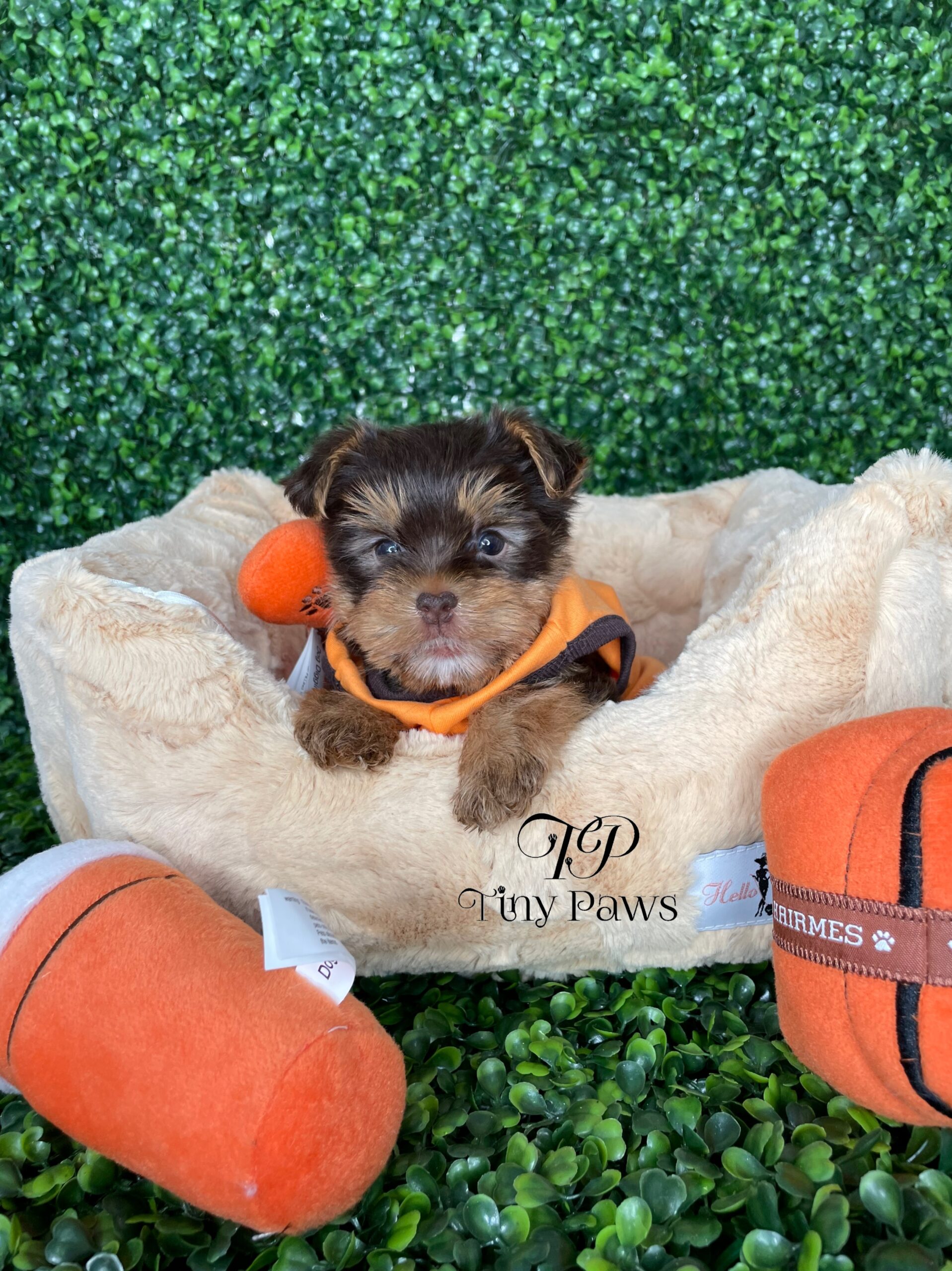 Chocolate Tiny Teacup Yorkie Puppy For Sale