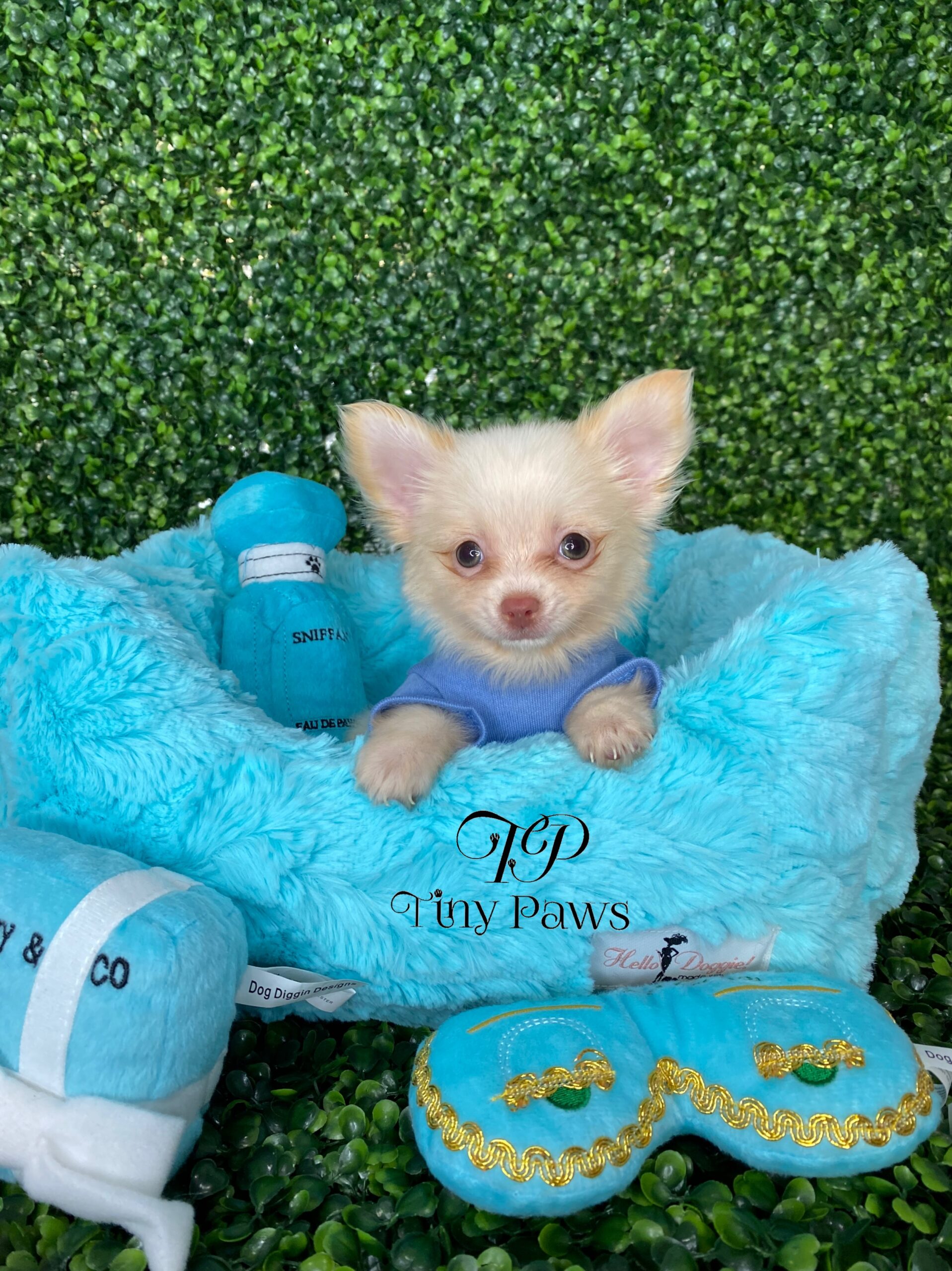 Long Coat Chihuahua Puppy For Sale