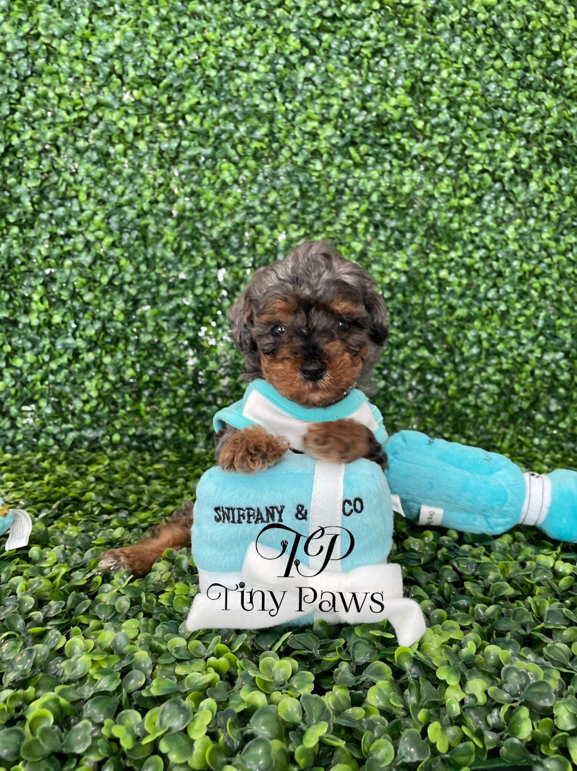 Blue Merle Tiny Poodle Puppy For Sale