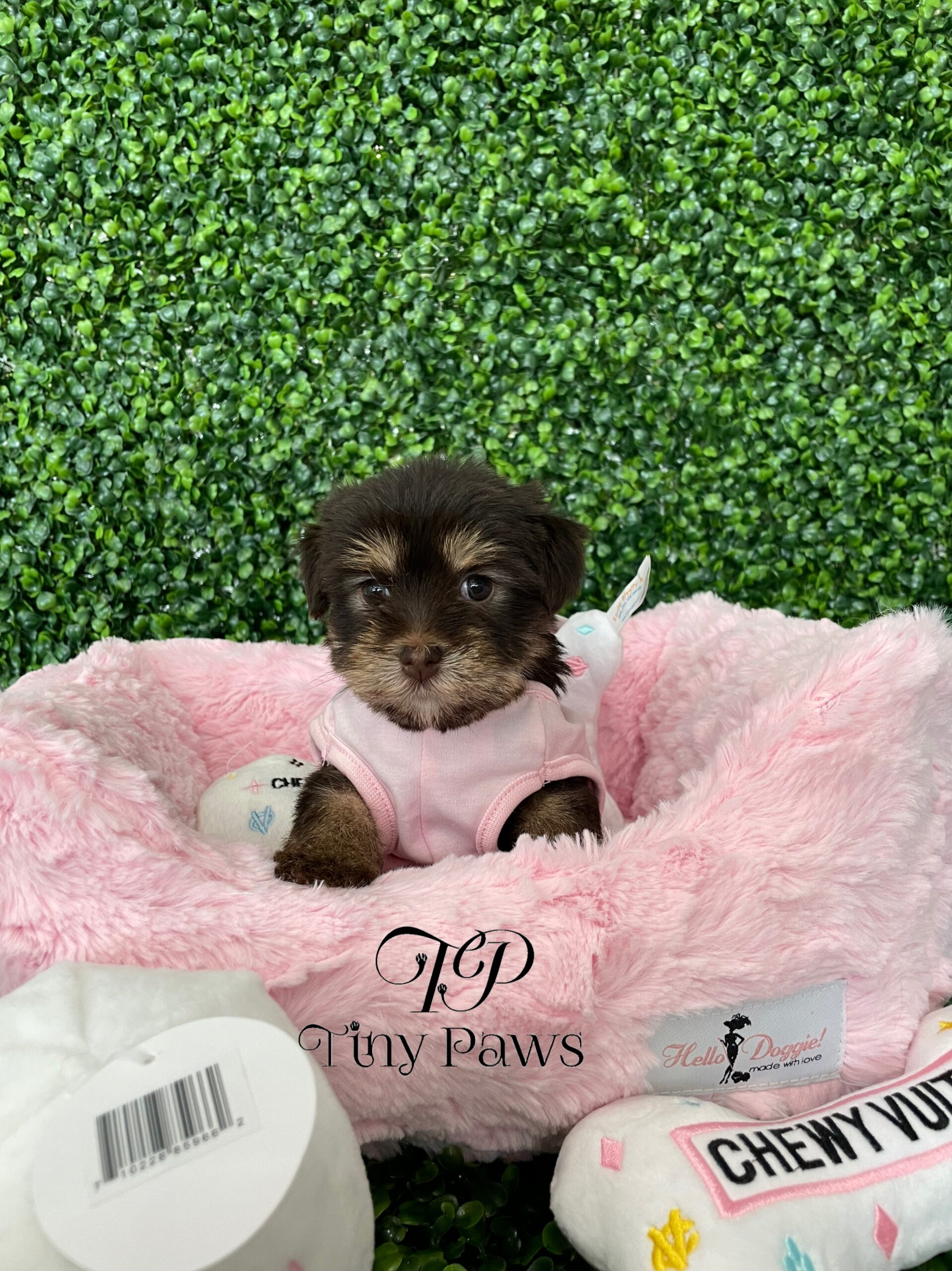 Chocolate Tiny Teacup Yorkie Puppy For Sale