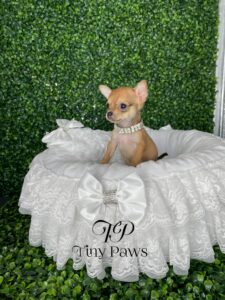 Teacup Apple Head Chihuahua Puppy For Sale