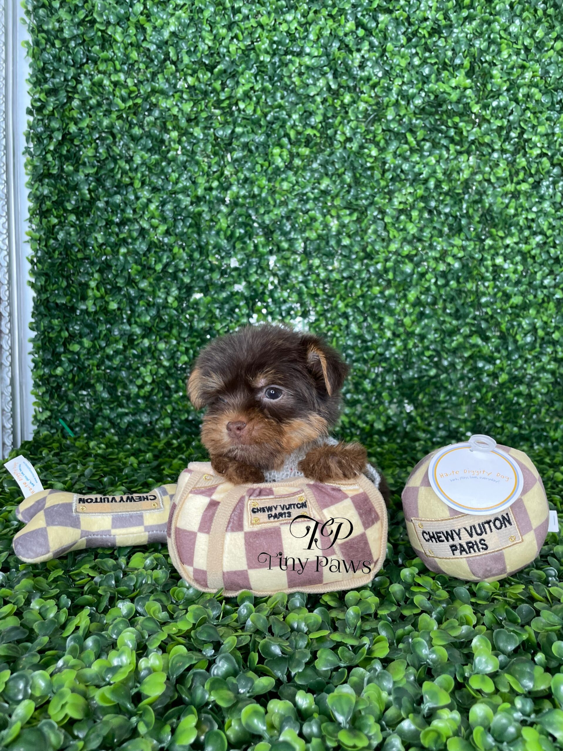 Tiny Teacup Chocolate Yorkie Puppy For Sale