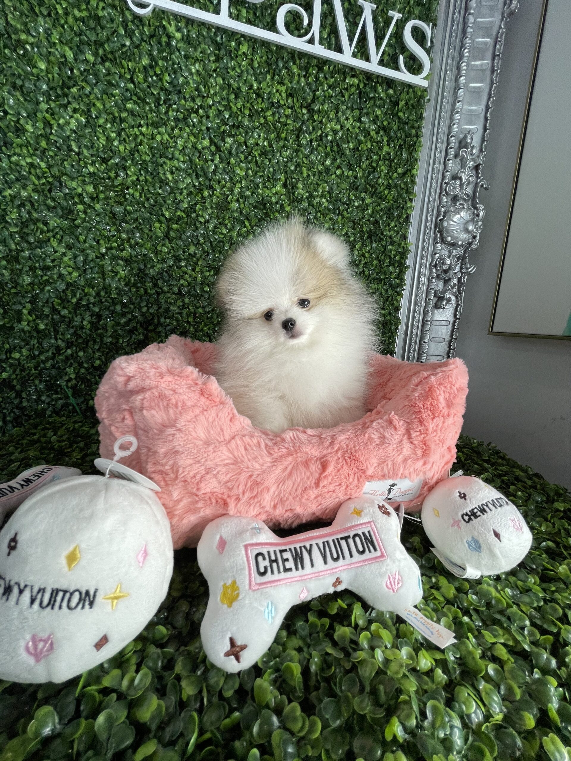 Tiny Pomeranian Puppy For Sale