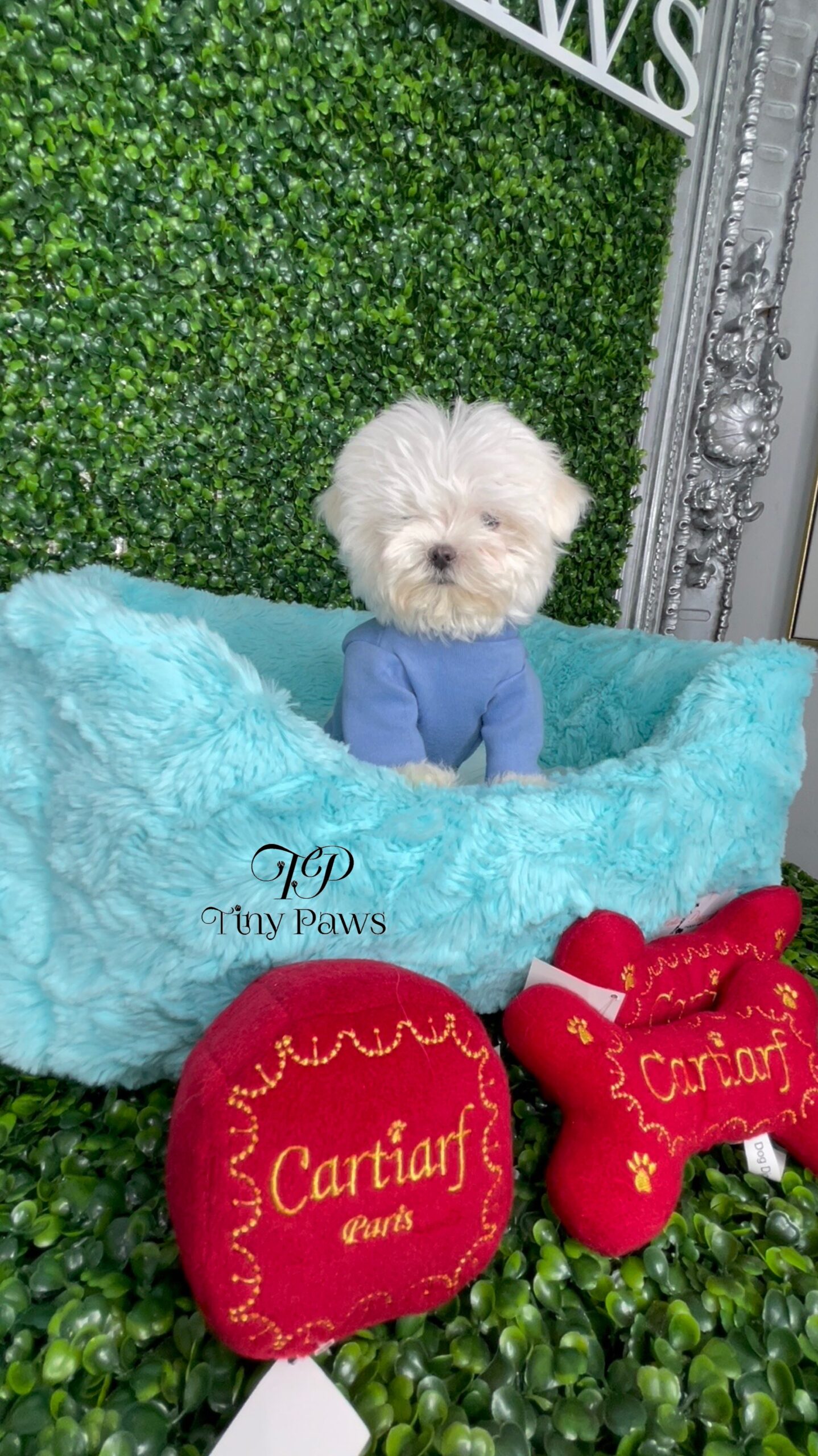 Tiny Teacup Maltese Puppy For Sale