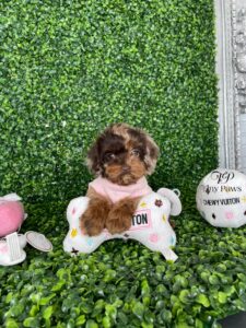 Mini Schnoodle Puppy For Sale