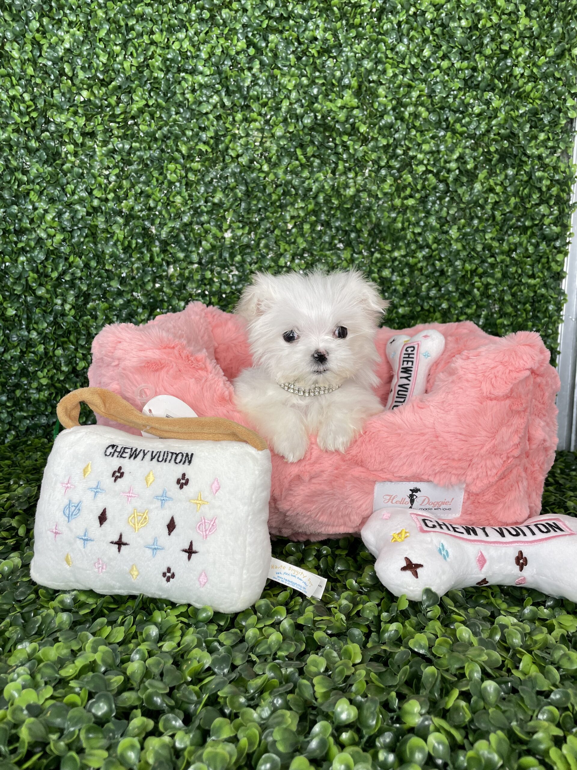 Micro Teacup Maltese Puppy For Sale