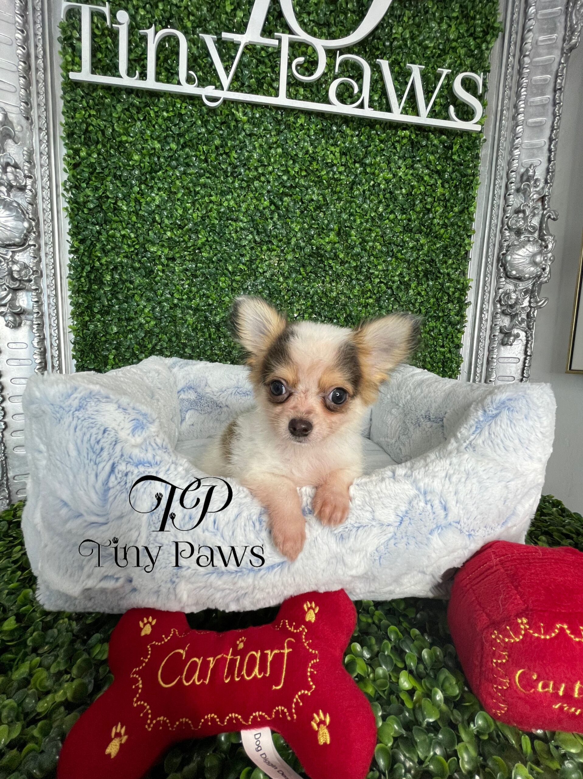 Teacup Long Coat Apple Head Chihuahua Puppy For Sale