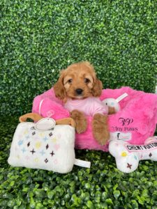 Tiny Cavavpoo Puppy For Sale