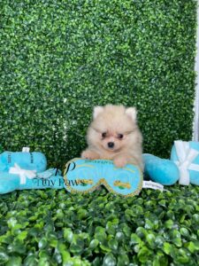 Teacup Pomeranian Puppy For Sale