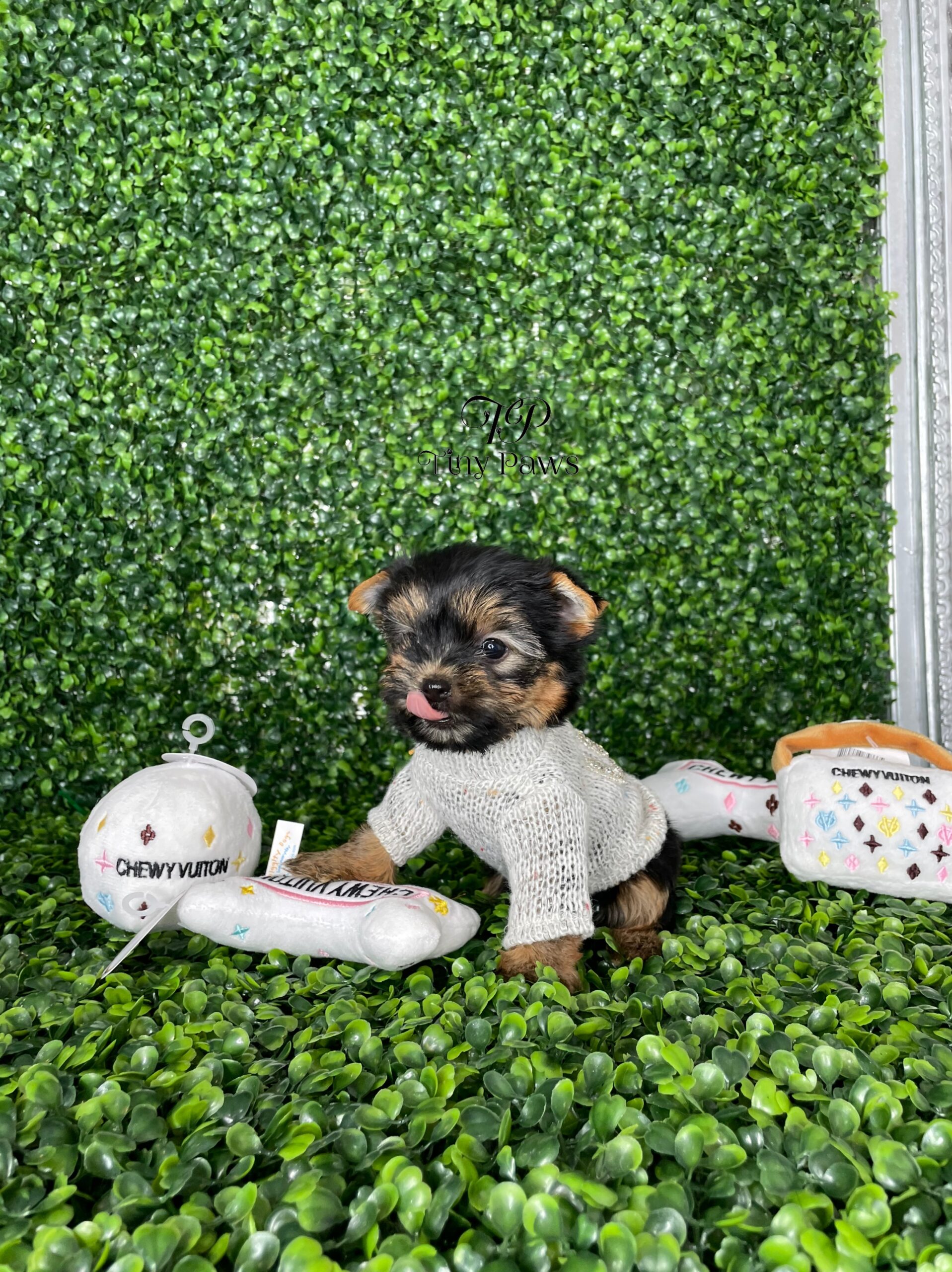 Teacup Yorkie Puppy For Sale