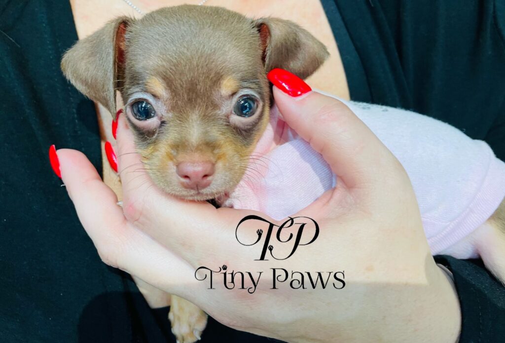 Tiny Teacup Chocolate Chihuahua Puppy For Sale