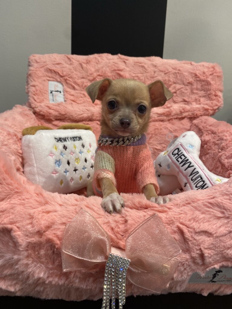 Tiny Teacup Smooth Coat Chihuahua Puppy For Sale