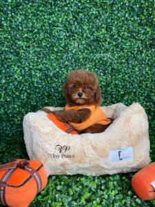Tiny Red Poodle Puppy For Sale