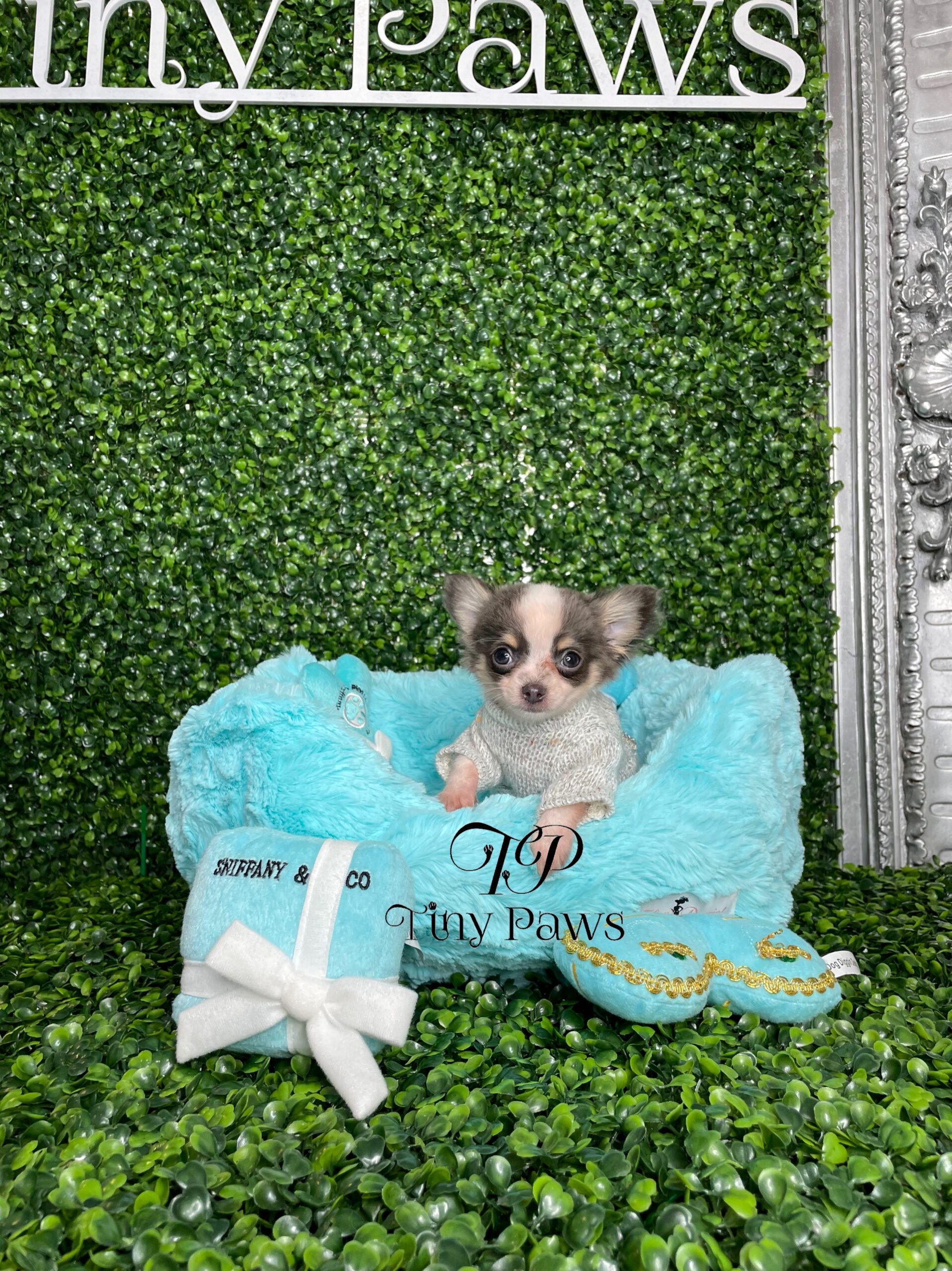 Long Coat Teacup Chihuahua Puppy For Sale