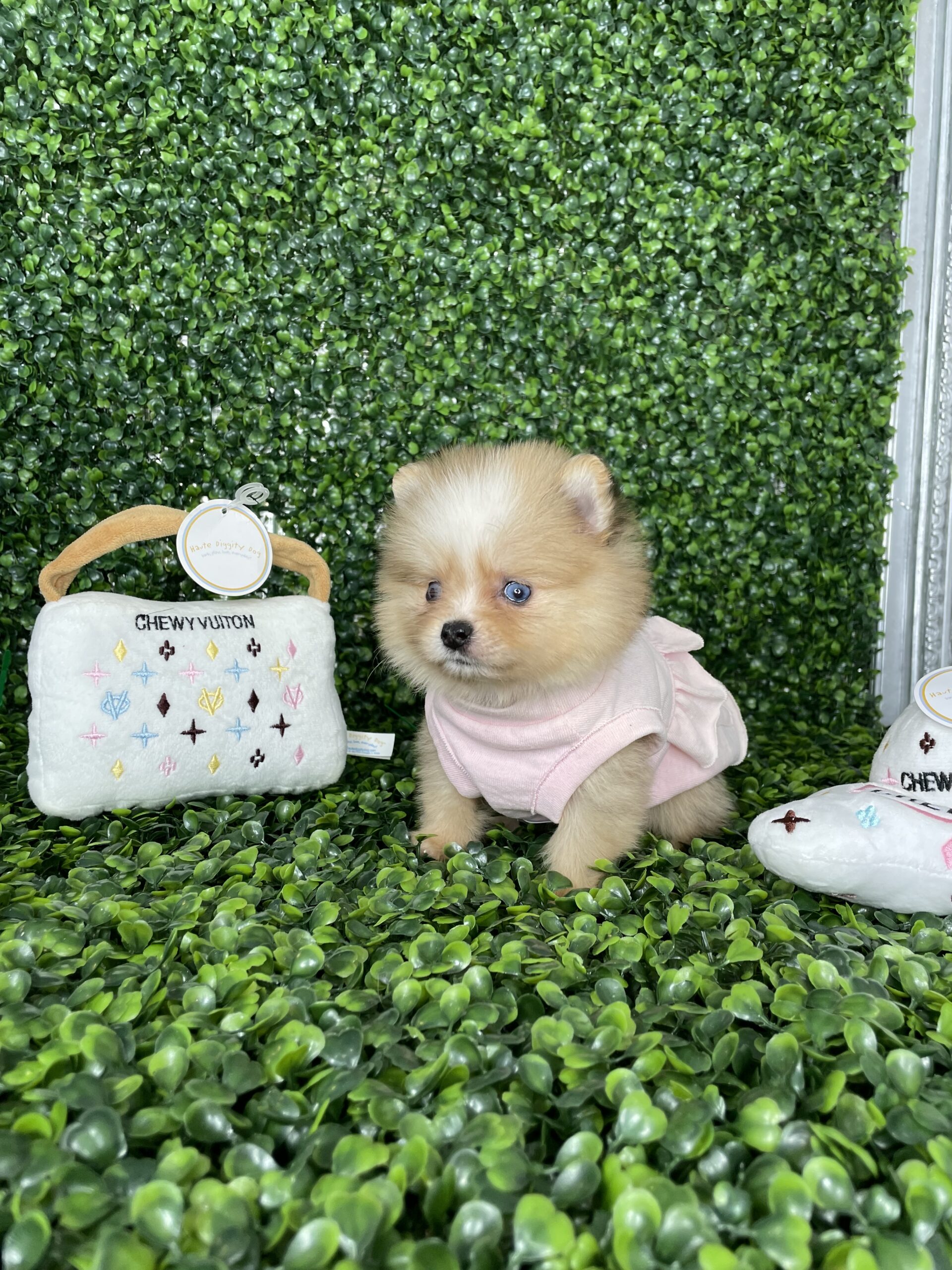 Teacup Female Pomeranian Puppy For Sale
