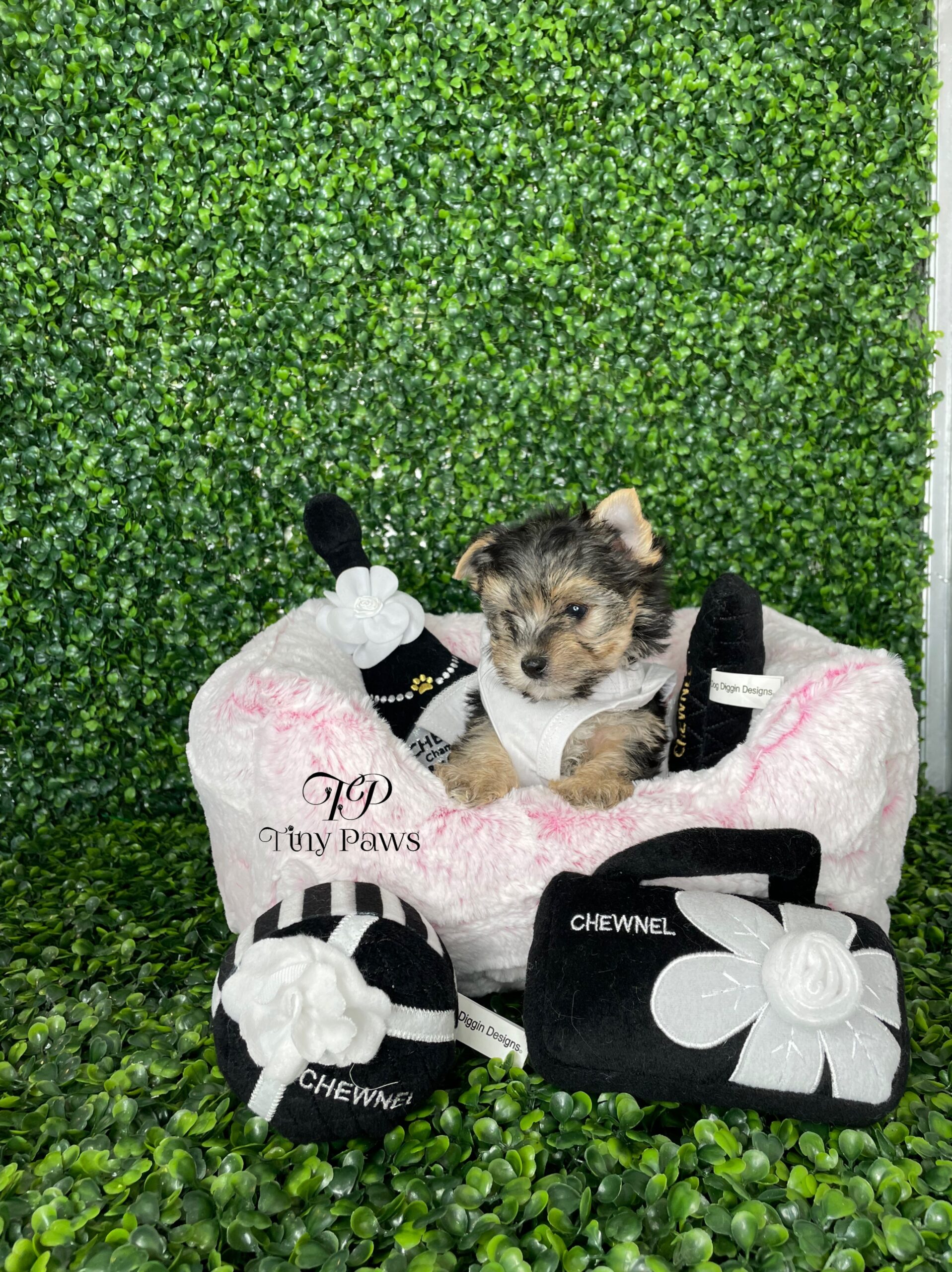 Teacup Morkie Puppy For Sale