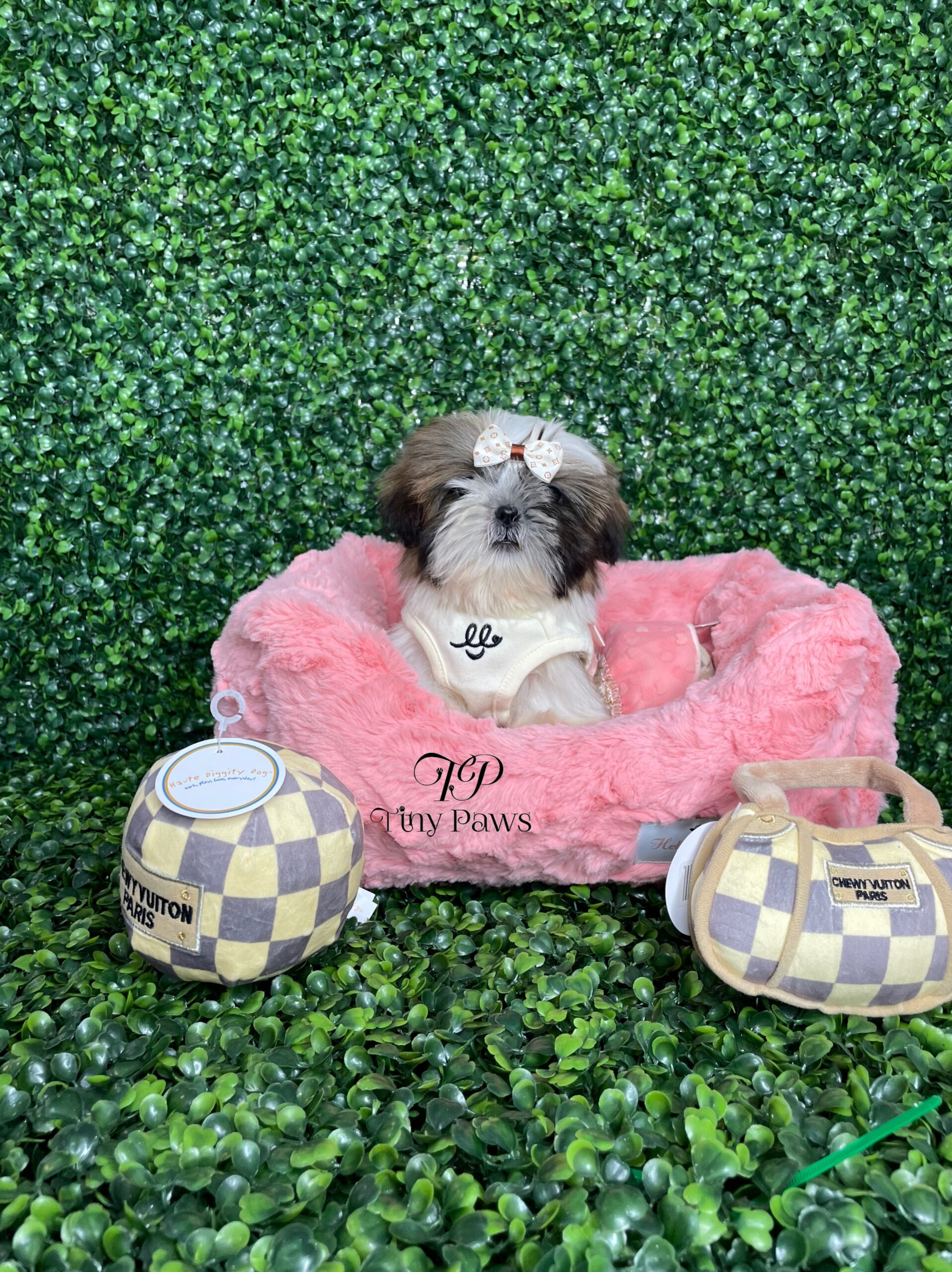 Tiny Imperial Shihtzu Puppy For Sale
