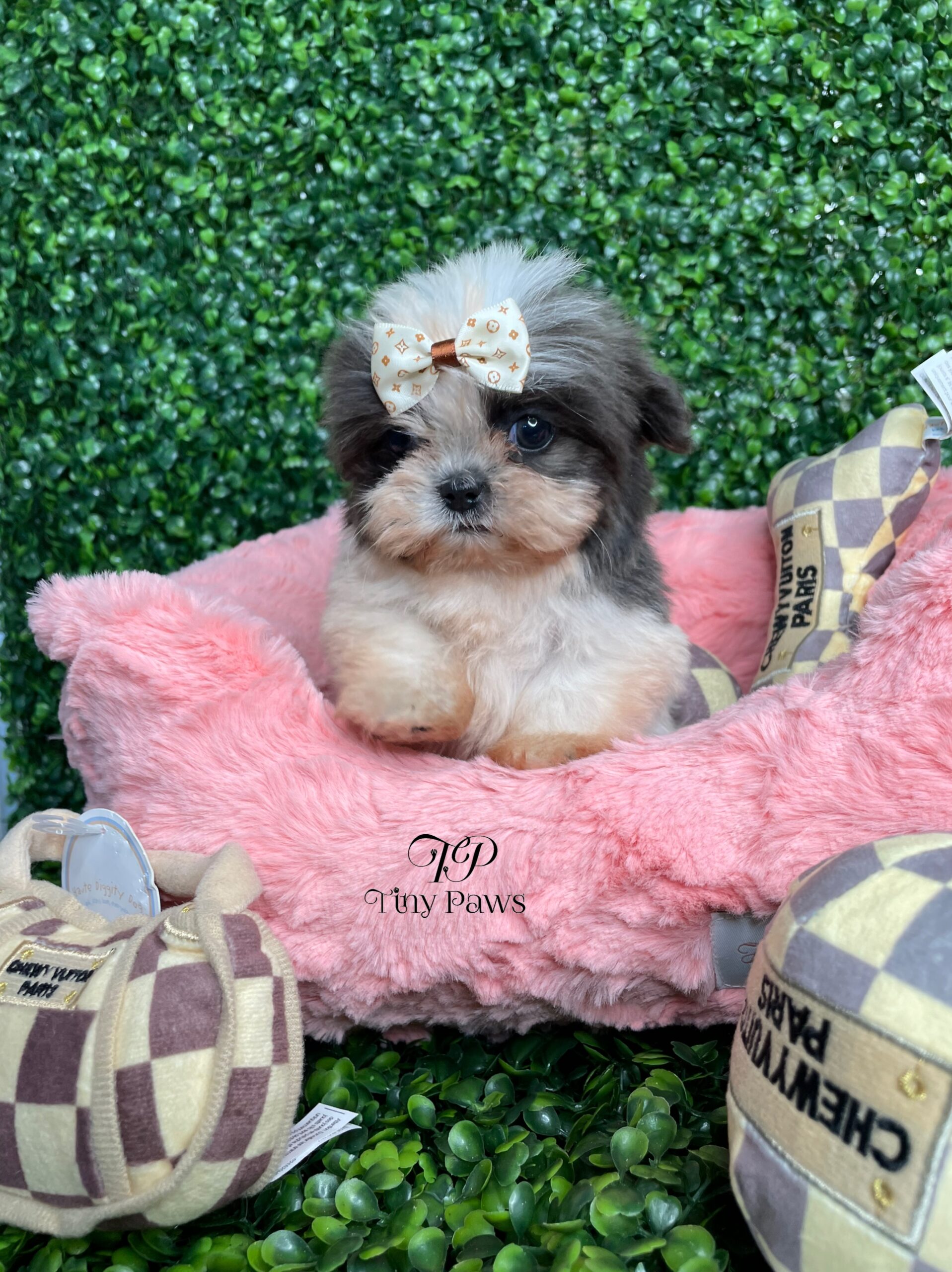 Tiny Teacup Imperial Shihtzu Puppy For Sale