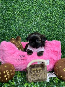 Tiny Imperial Shihtzu Puppy For Sale