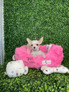 Tiny Teacup Apple Head Chihuahua Puppy For Sale