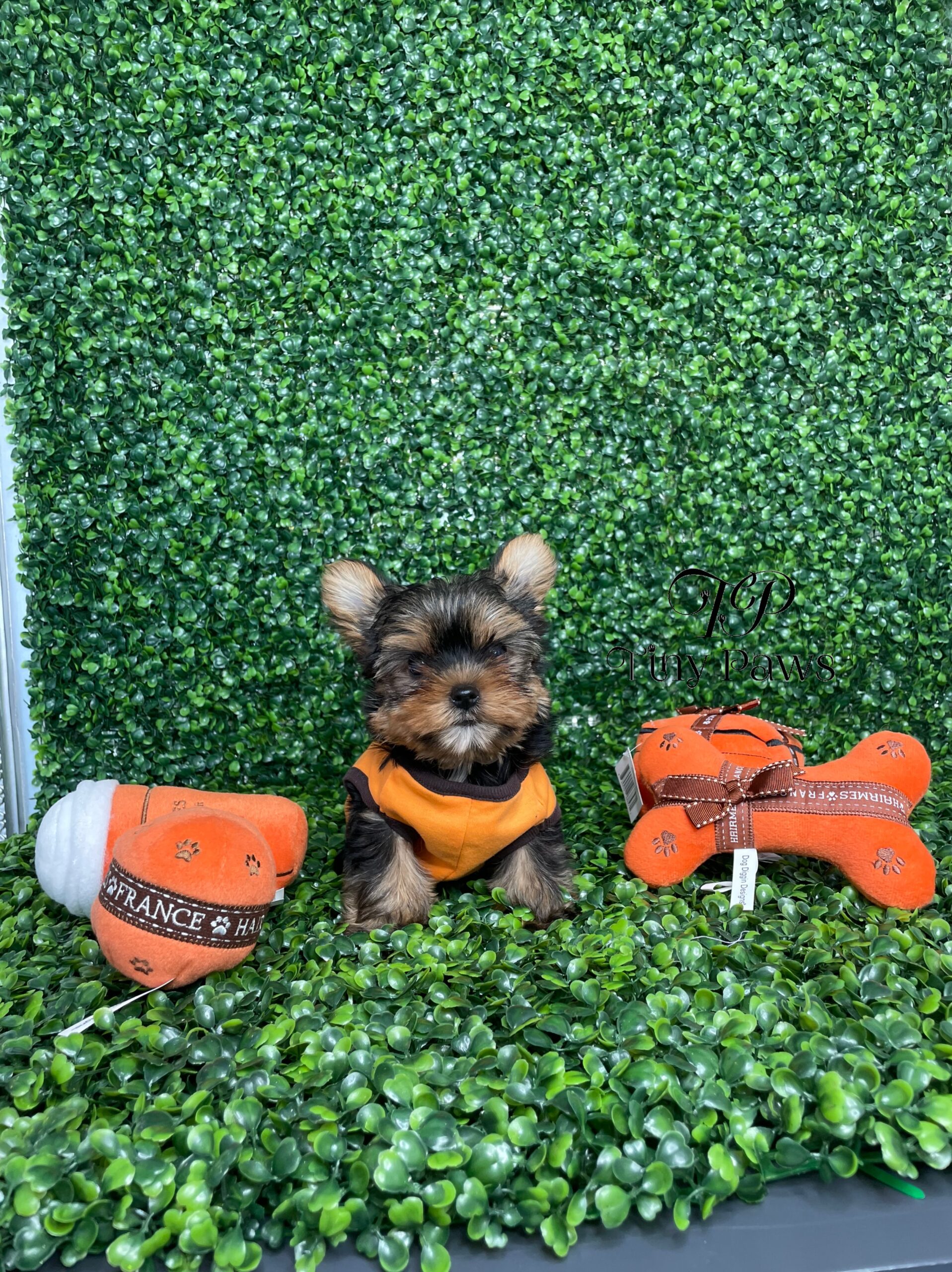Tiny Teacup Yorkie Puppy For Sale