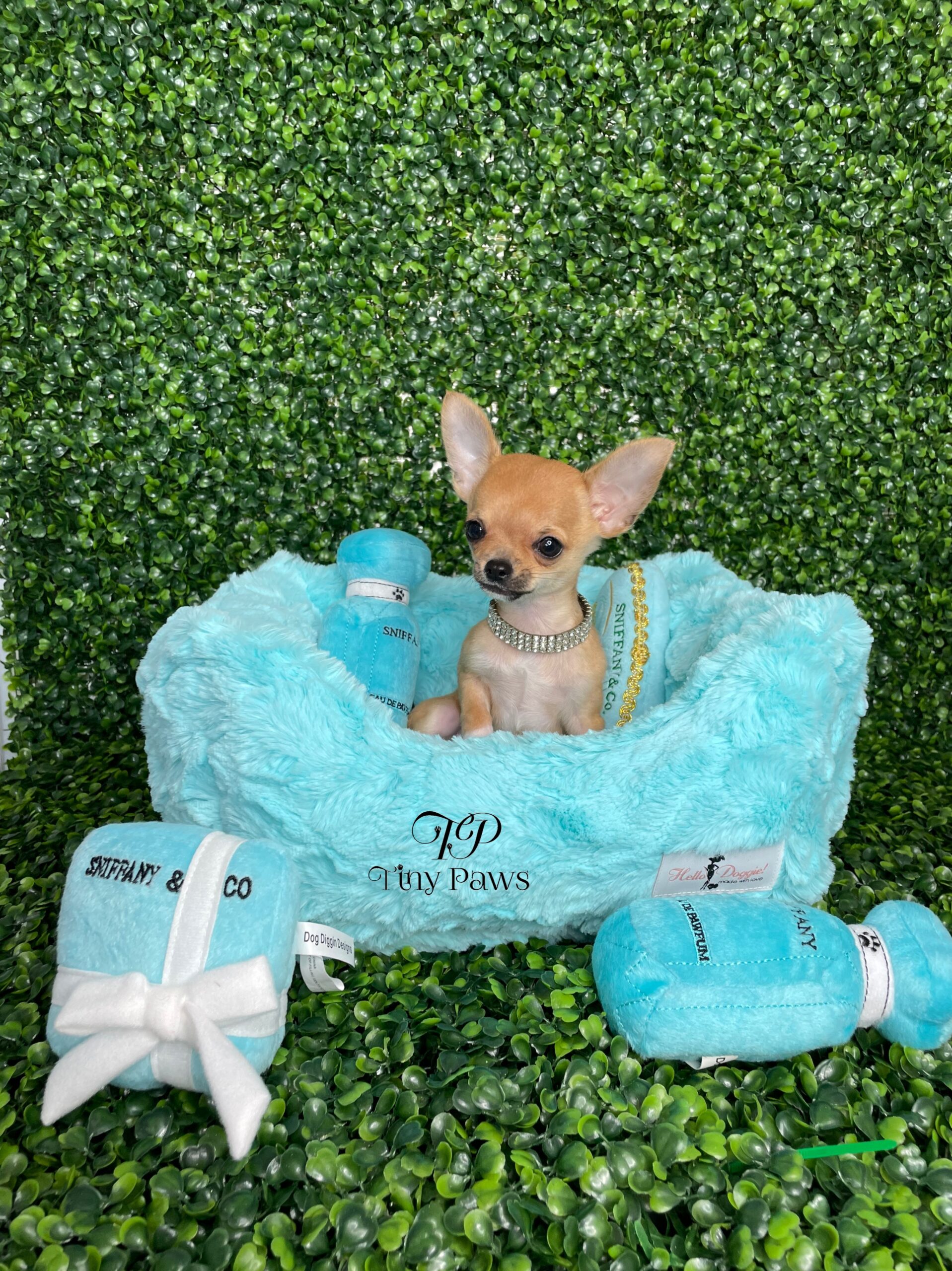Teacup Apple Head Chihuahua Puppy For Sale
