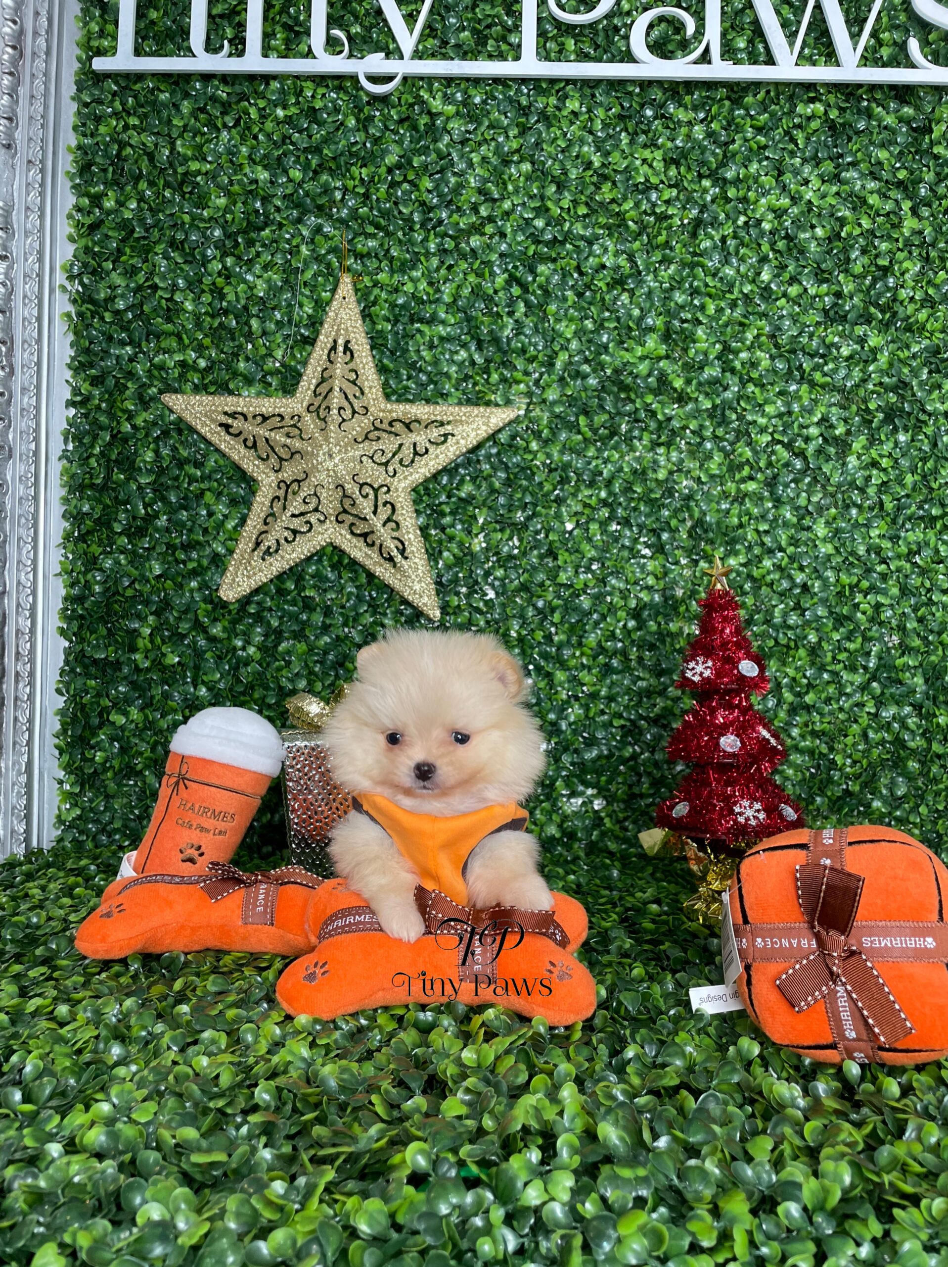 Whiskey Tiny Teacup Pomeranian Puppy For Sale
