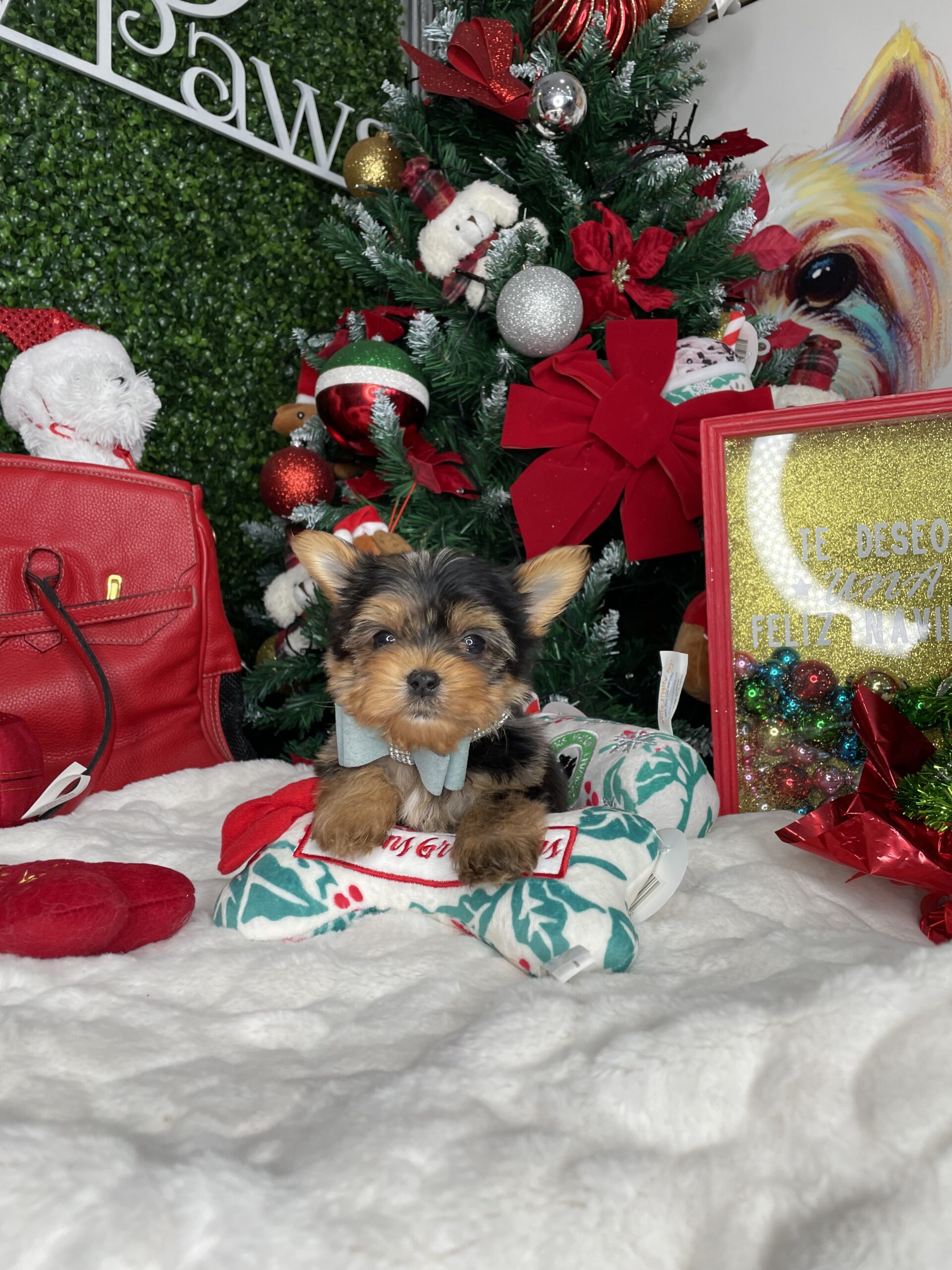 Blue Merle Teacup Yorkie Puppy For Sale