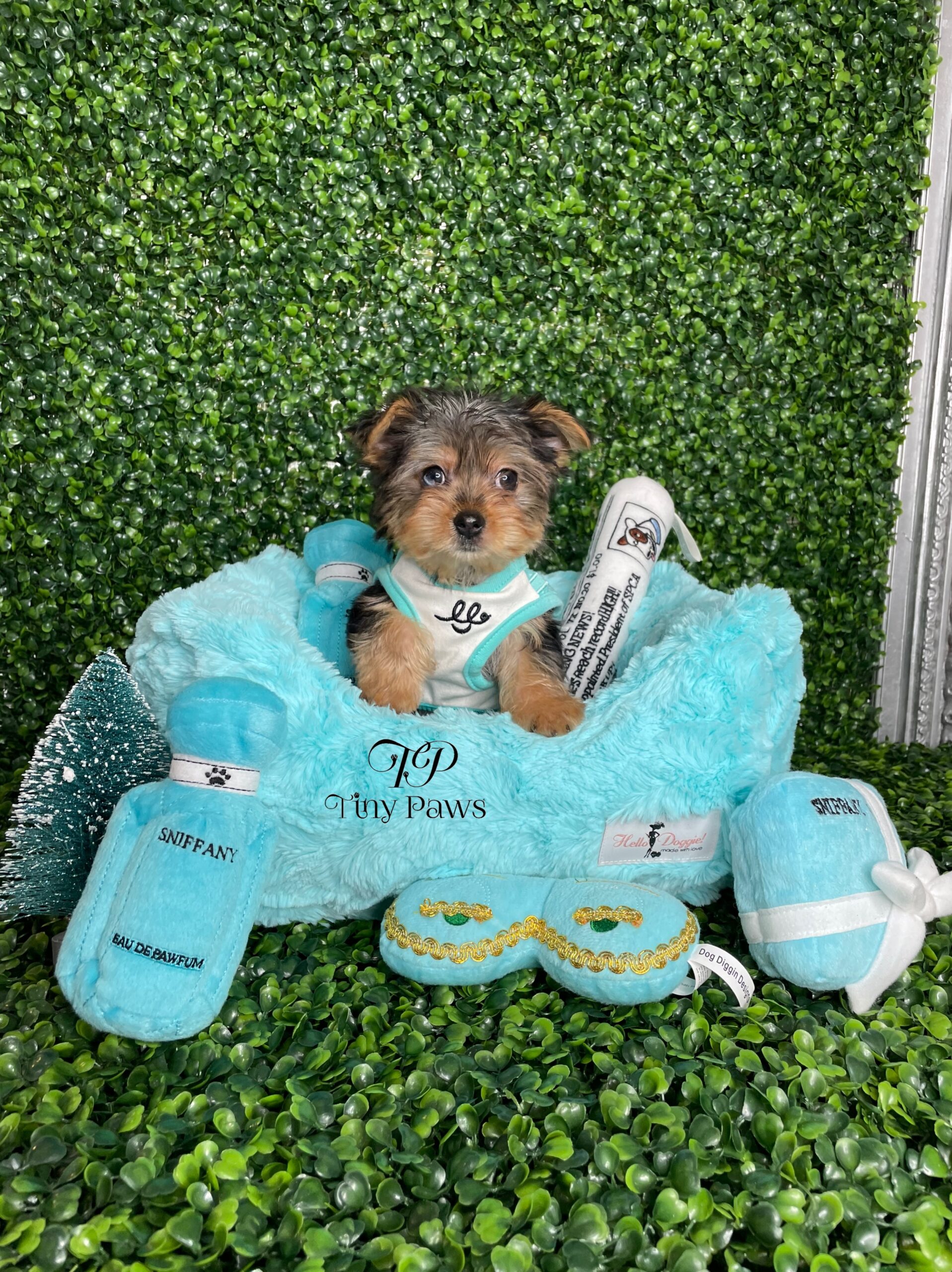 Teacup Blue Merle Yorkie Puppy For Sale