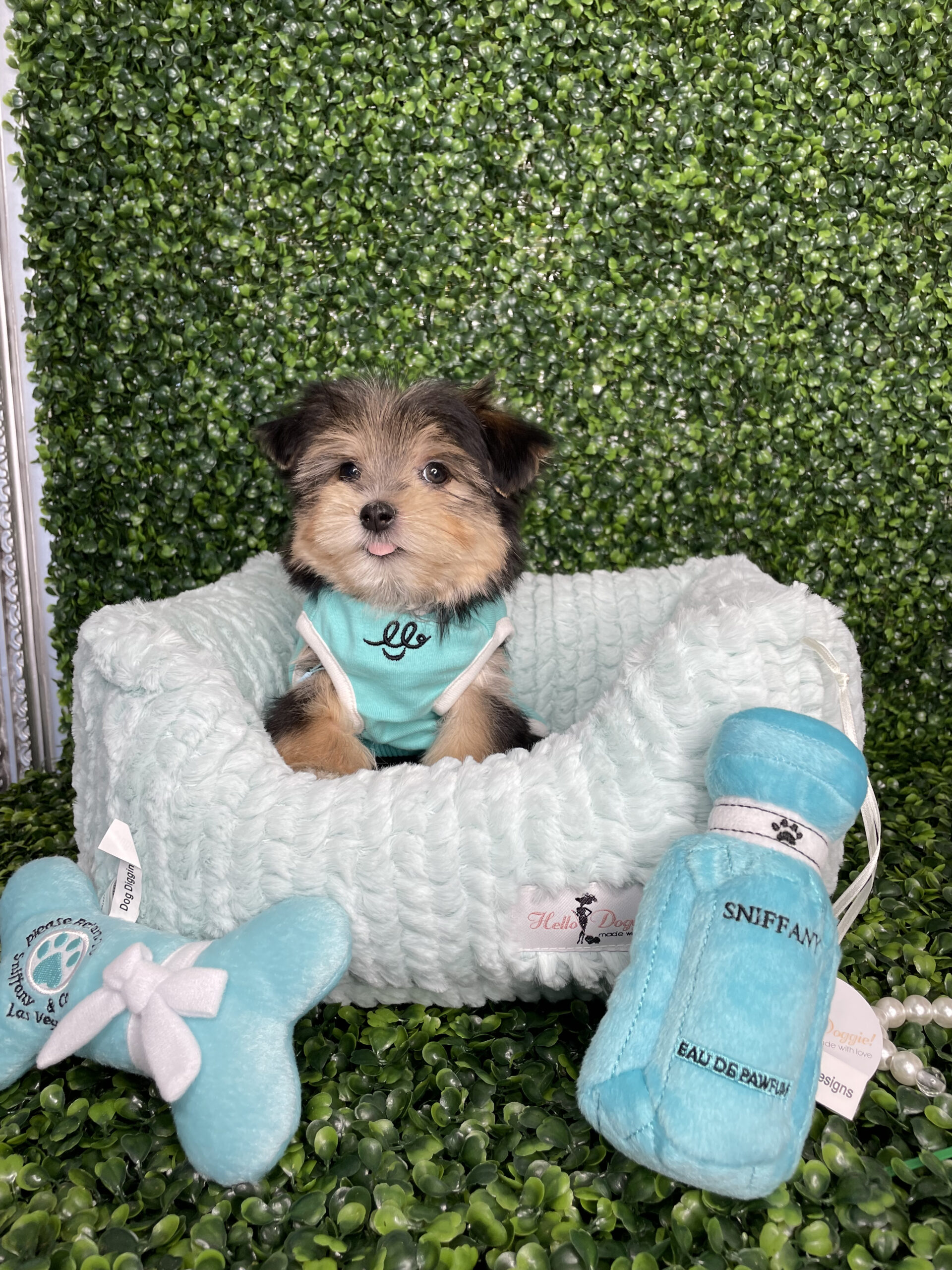 Toy Morkie Puppy For Sale