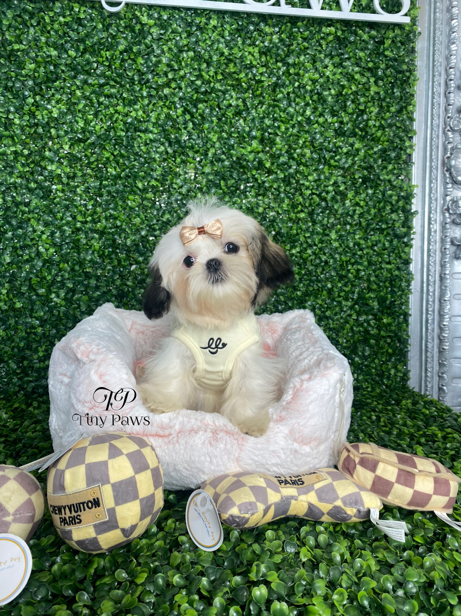 Imperial Shih-tzu Puppy For Sale